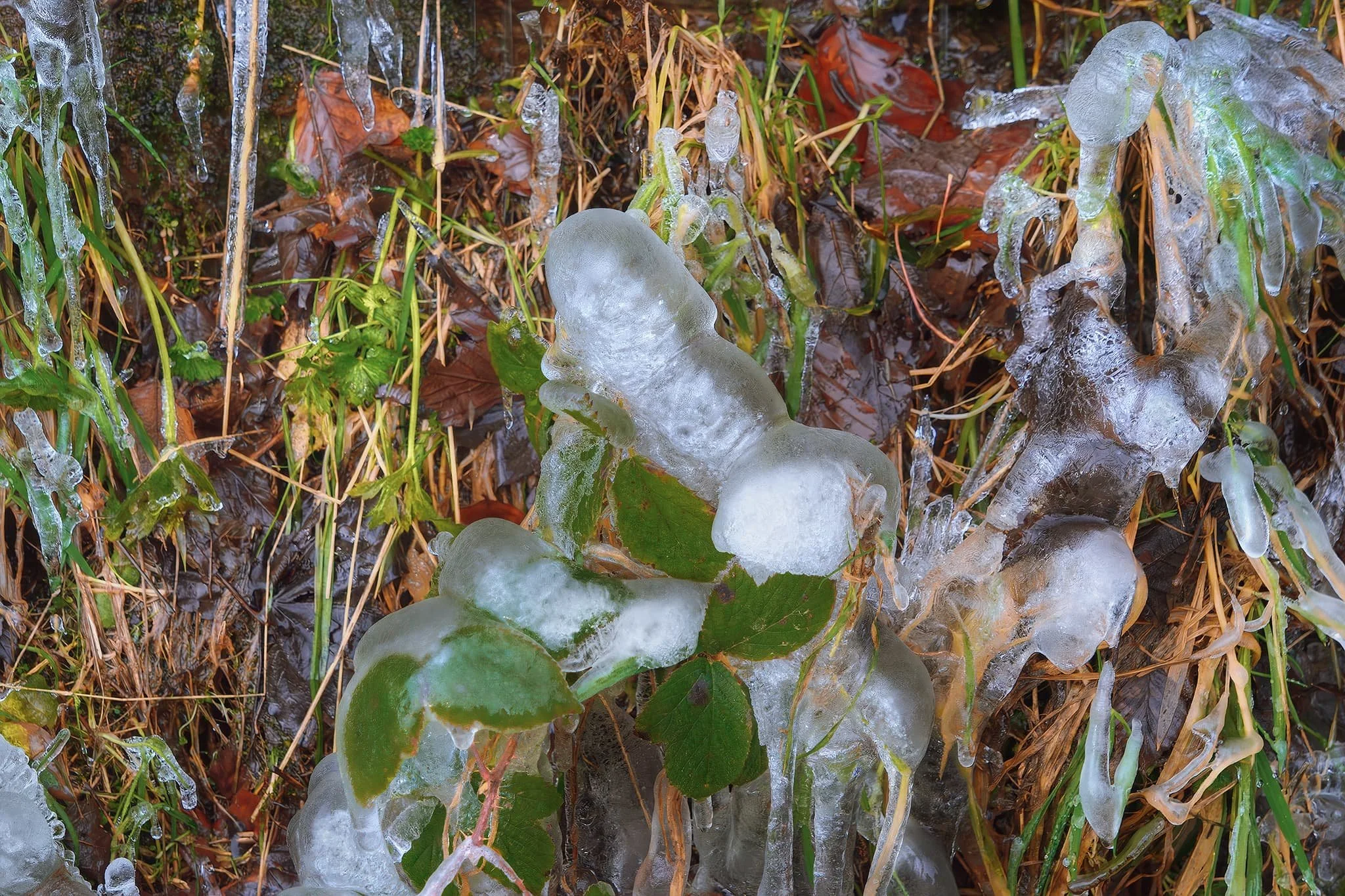 Ice stalagmites developing from dripping freezing water at the bottom of a drystone wall.
