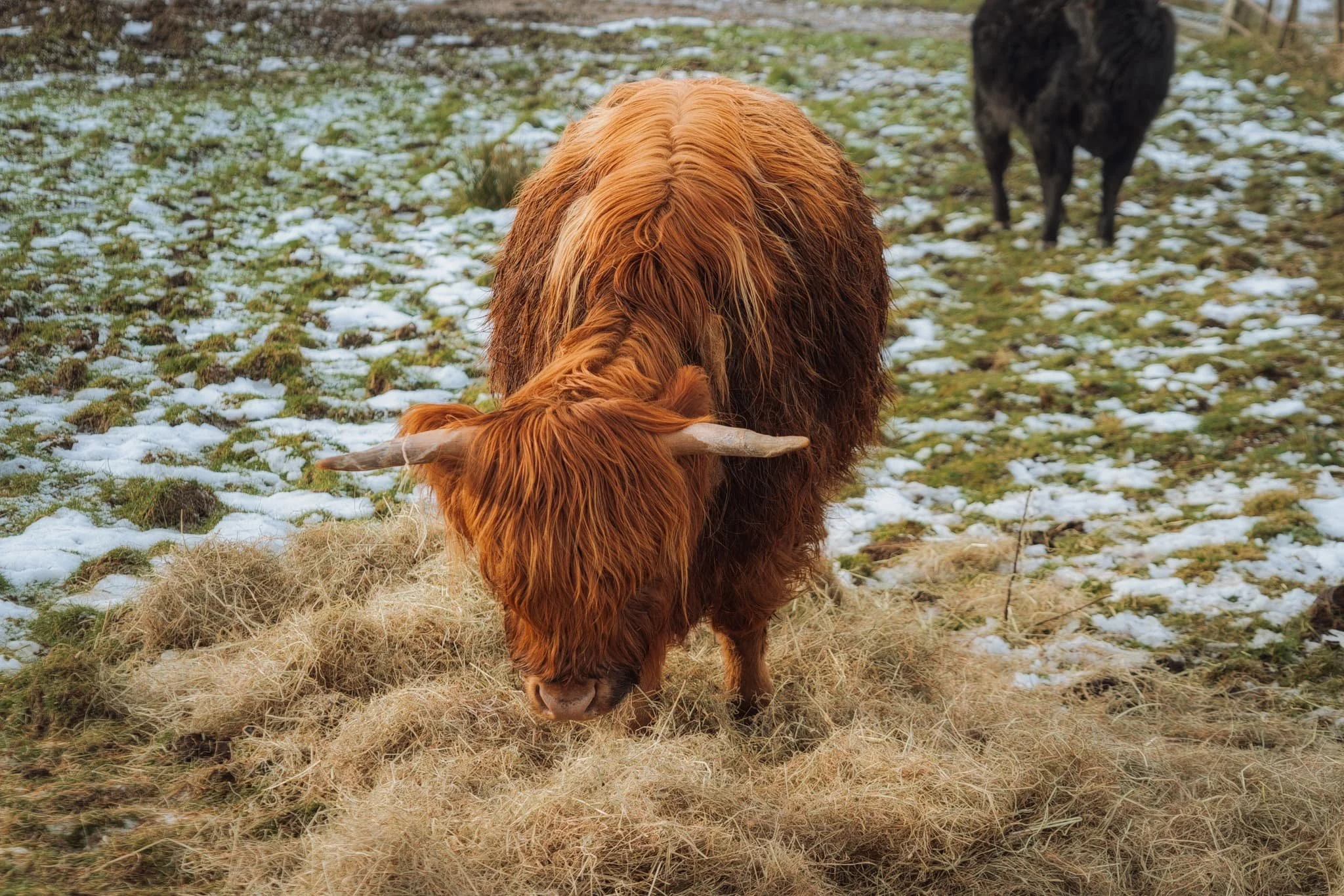 A beautifully shaggy Highland cow enjoying its fresh hay.