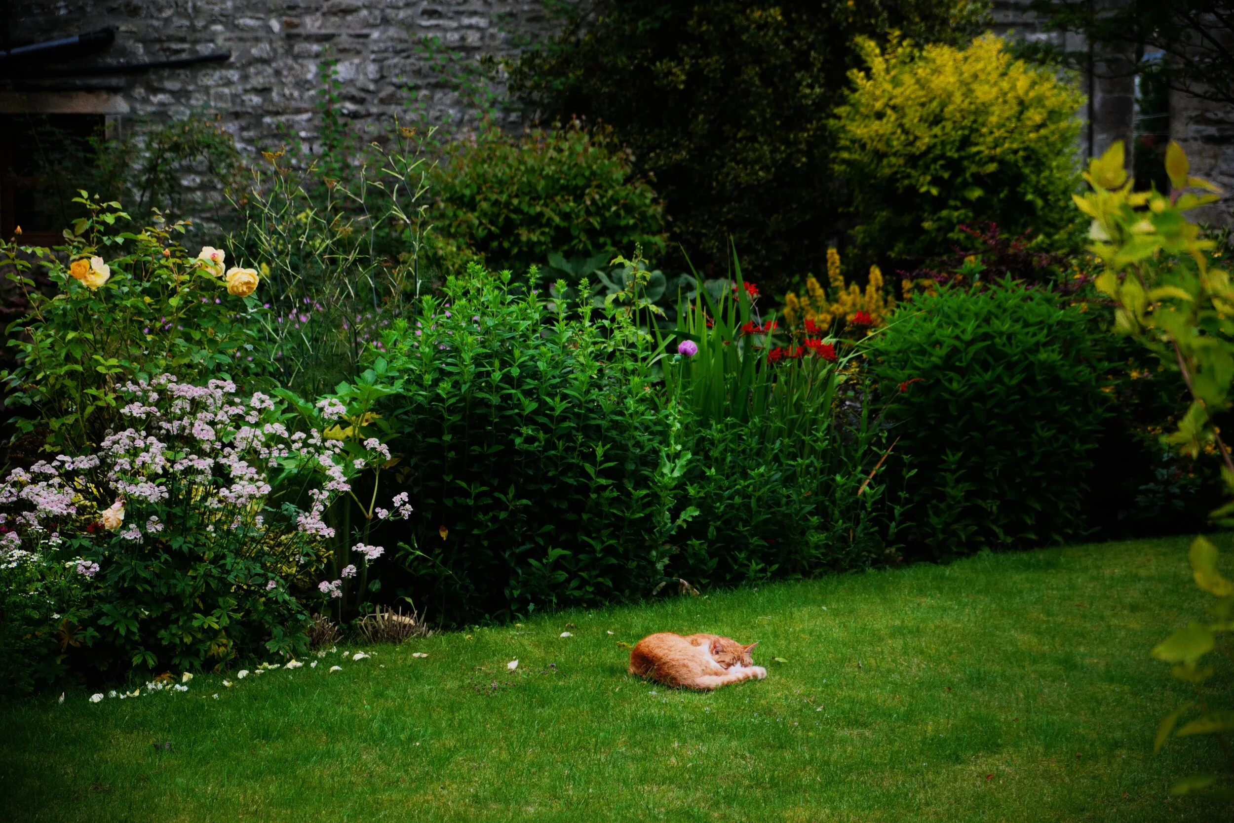  That&rsquo;s one happy kitty. 