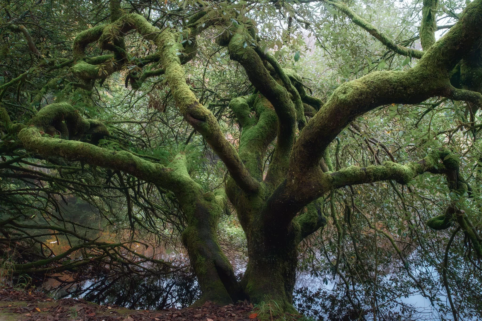  A beautiful old tree with soft light gently tracing out its arching and spiralling branches. I just had to capture it.  