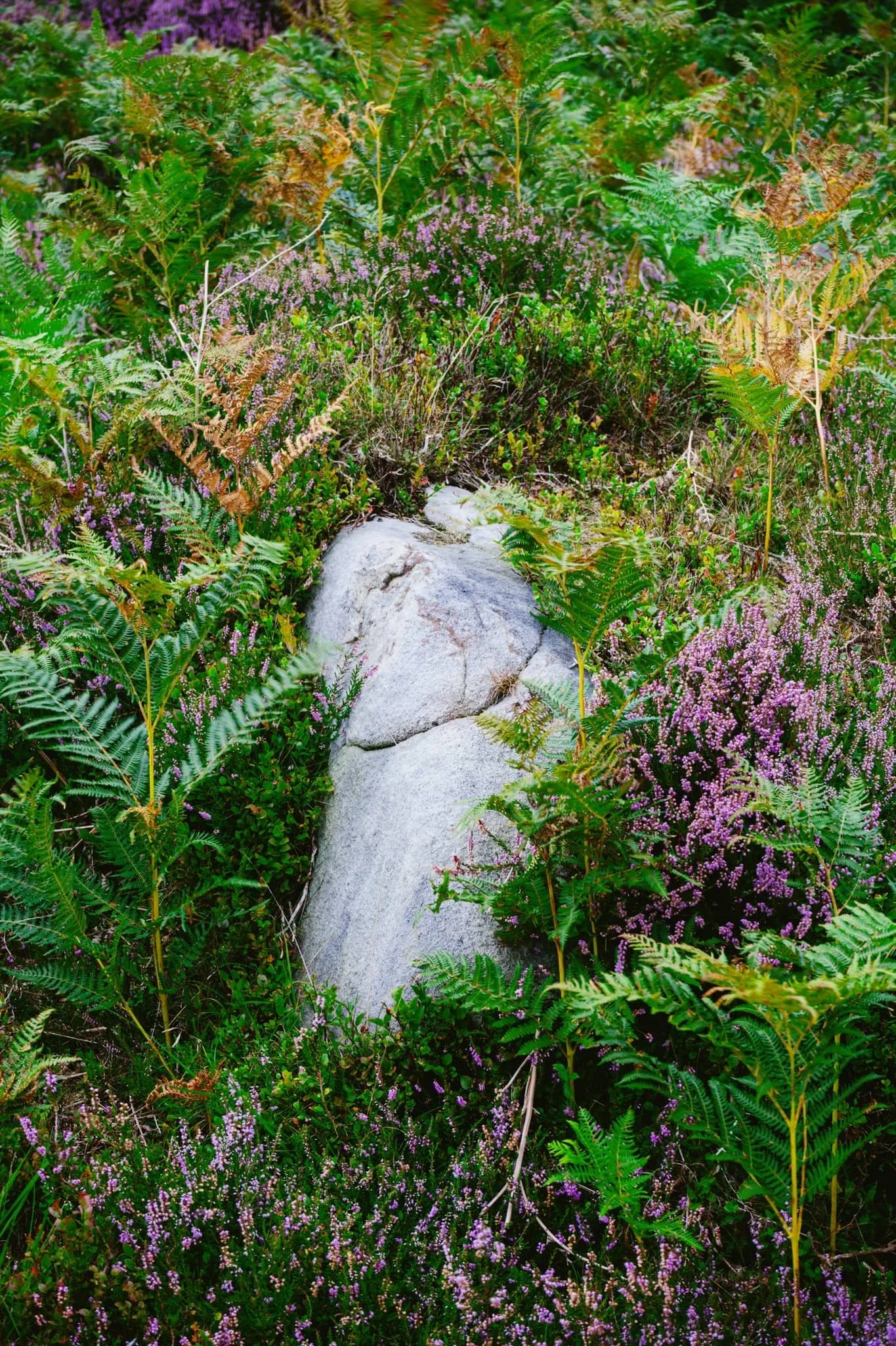  A small scene of a gristone boulder being enveloped by all the heather, fern, and other moorland vegetation. 