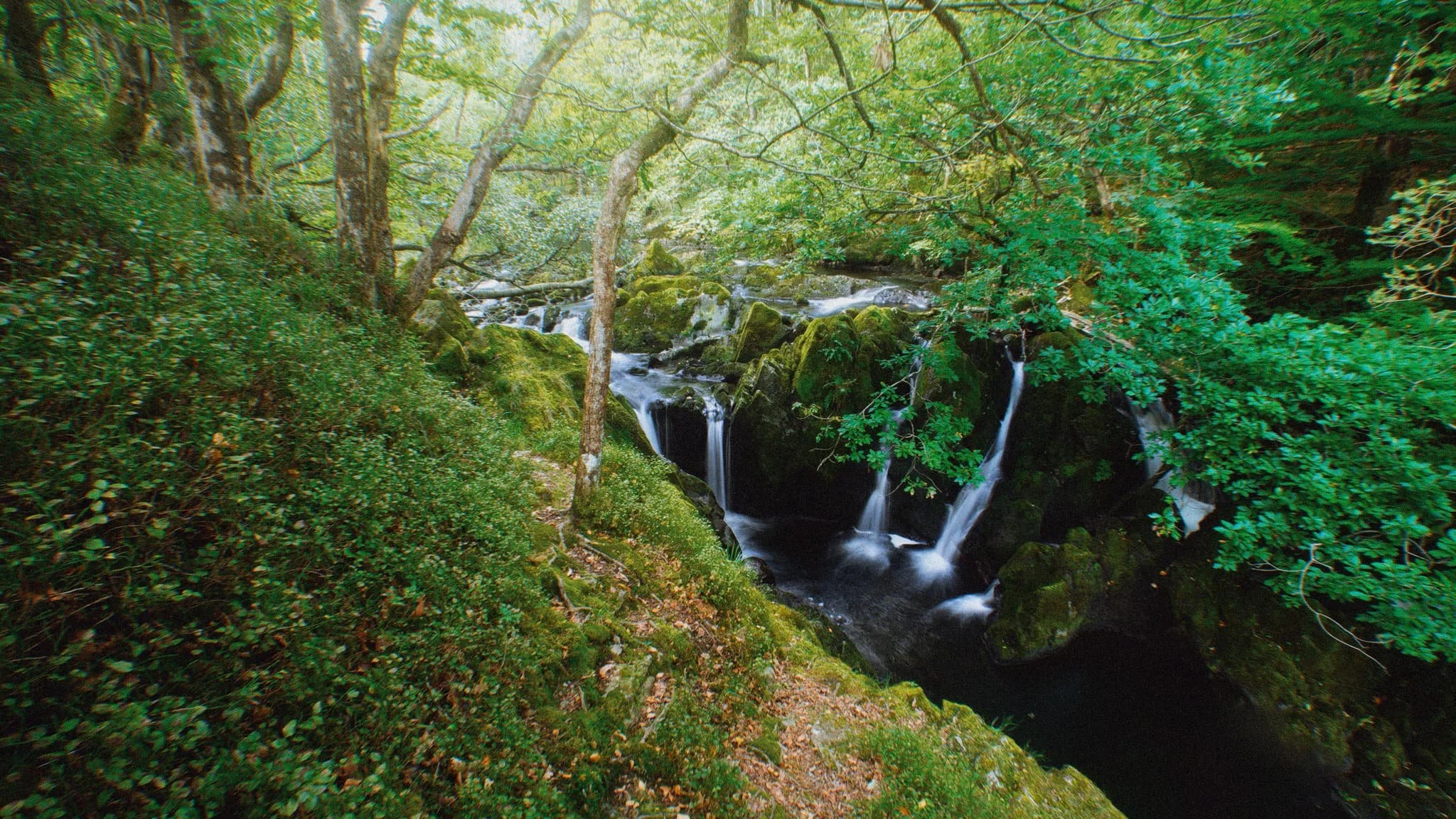 Colwithforce_Small 07