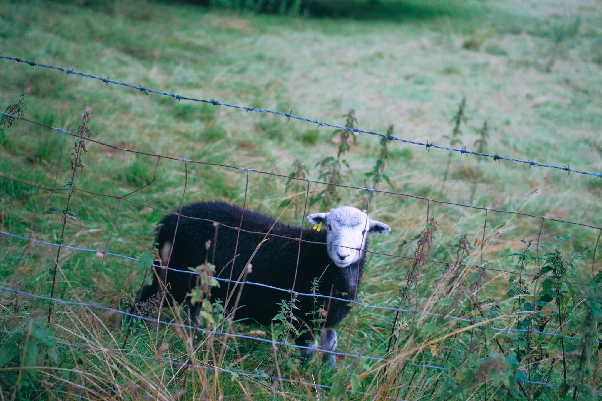 This year’s Herdwick tup lamb, just starting to grow its horns.