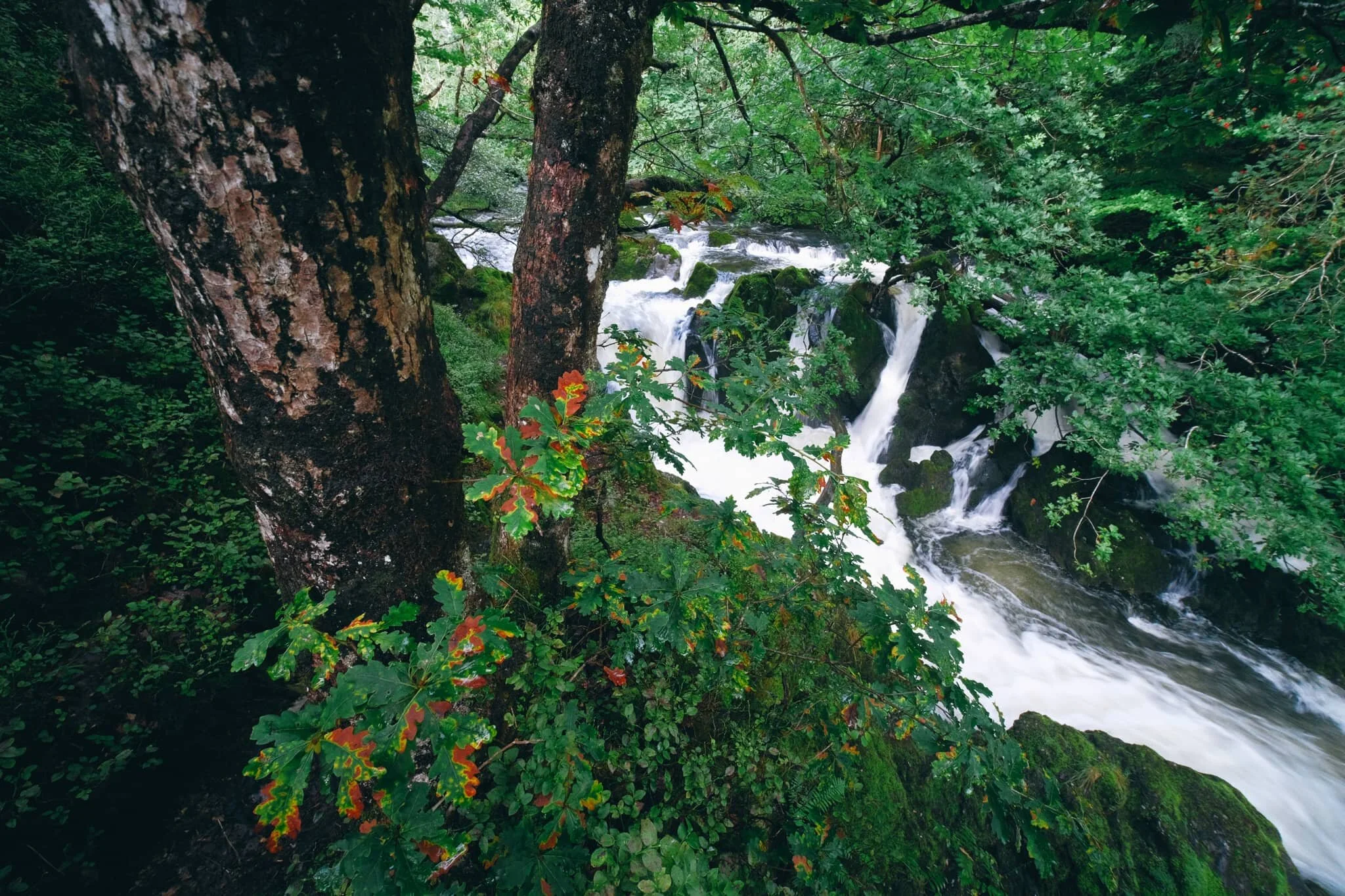 It’s always an exciting time when the foliage starts to turn towards those wonderful autumn hues.