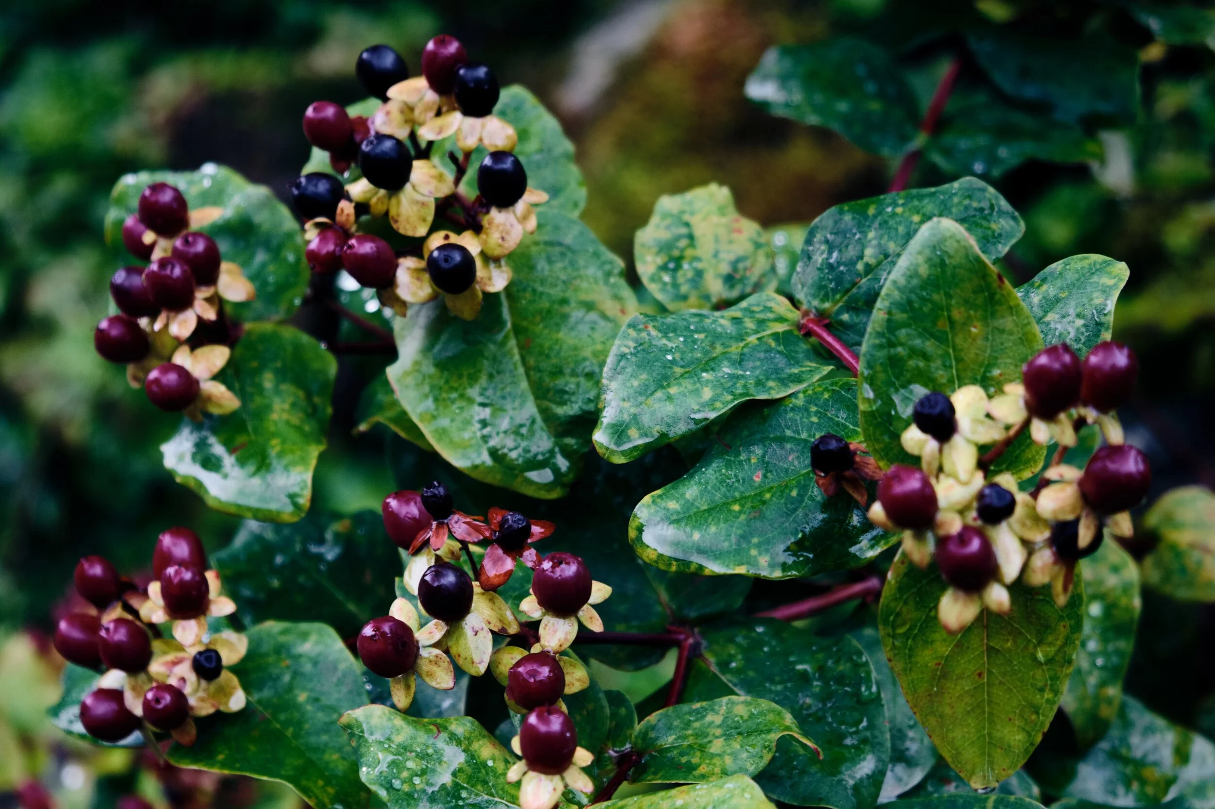  This is Tutsan or Shrubby St. John&rsquo;s Wort ( Hypericum androsaemum ). As the berries contain hypericin they are toxic to humans, causing nausea and diarrhoea if ingested. 