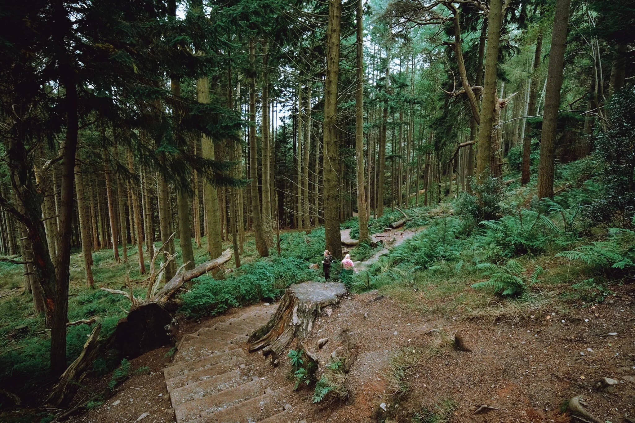  Back into the Queen Elizabeth Forest. Time to get the ultra-wide 9mm lens out. 