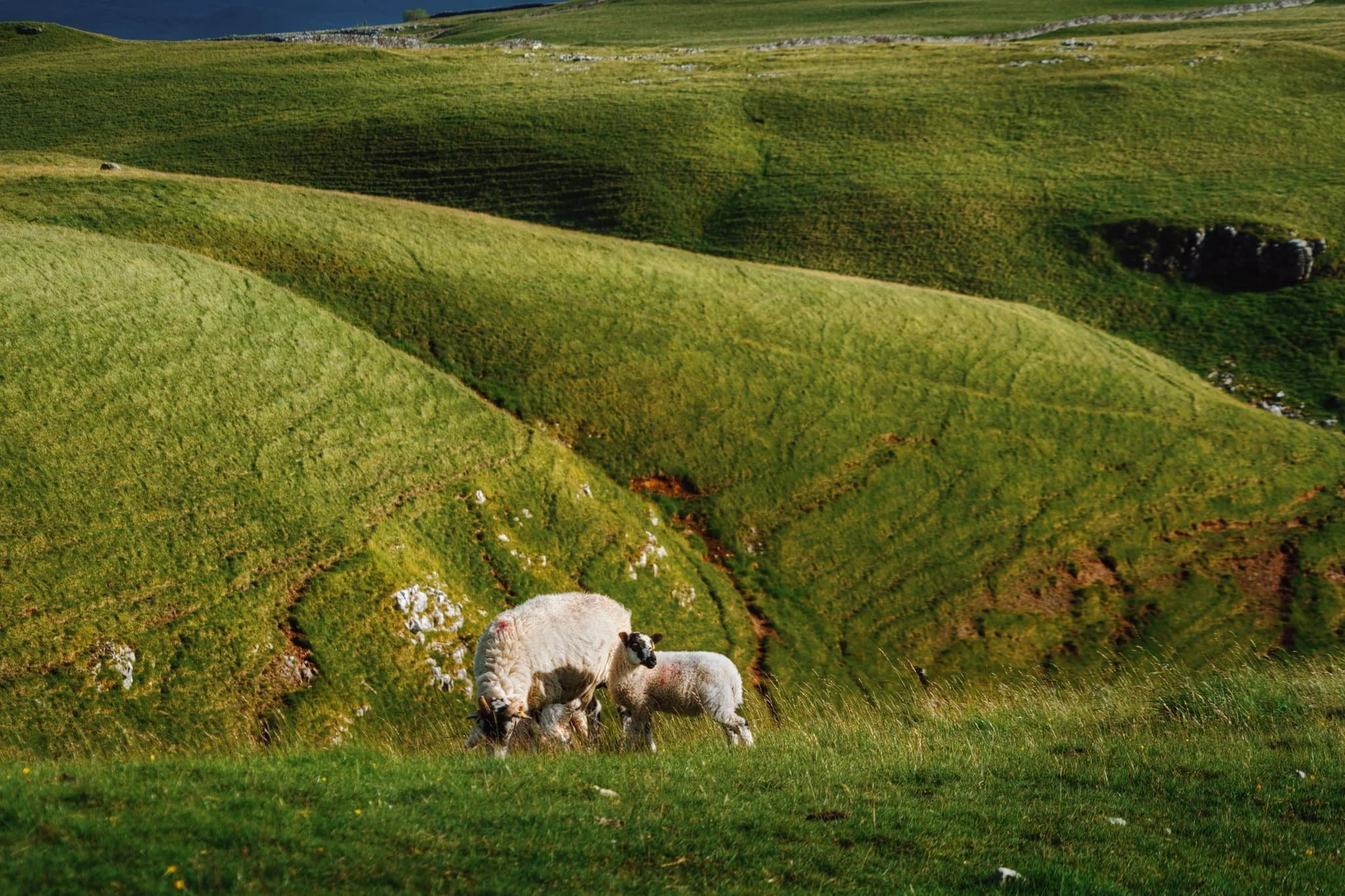  From the pie we retraced our steps towards the top of Conistone Dib and located the main path, called Scot Gate Lane, which takes you all the way back down to the village. Along the way, lambs and their mums bleat and scamper away from us, but not before I was able to zoom in and capture this timeless scene. 