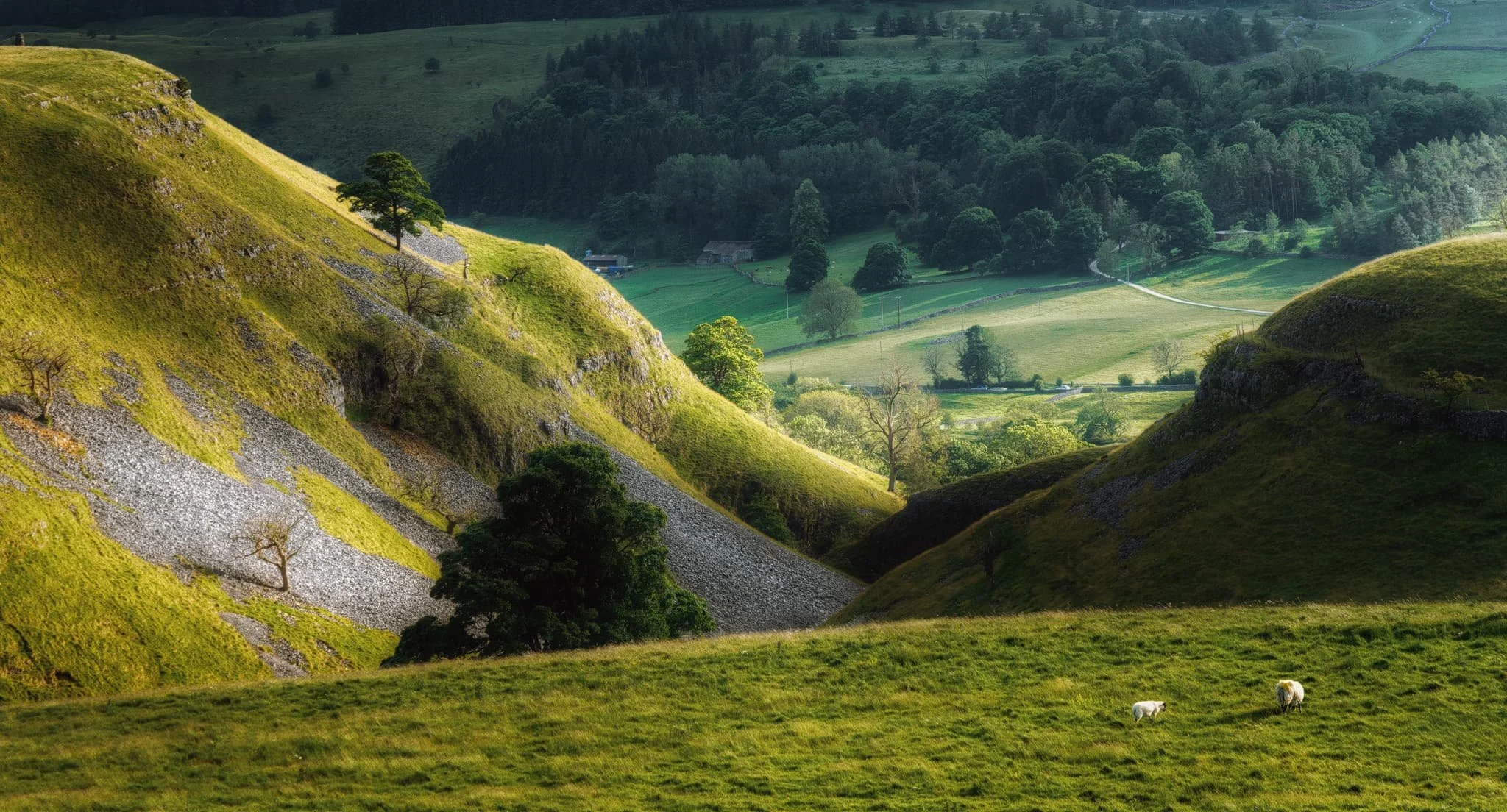  Nearing the bottom of Scot Gate Lane, an unusual yet welcome and unfortunately rare cacophony of sounds surrounded us: Curlews! I had never heard so many. As they cried and whistled around us, the low evening low picked out this incredible scene of Conistone Dib and the valley floor of Upper Wharfedale. 