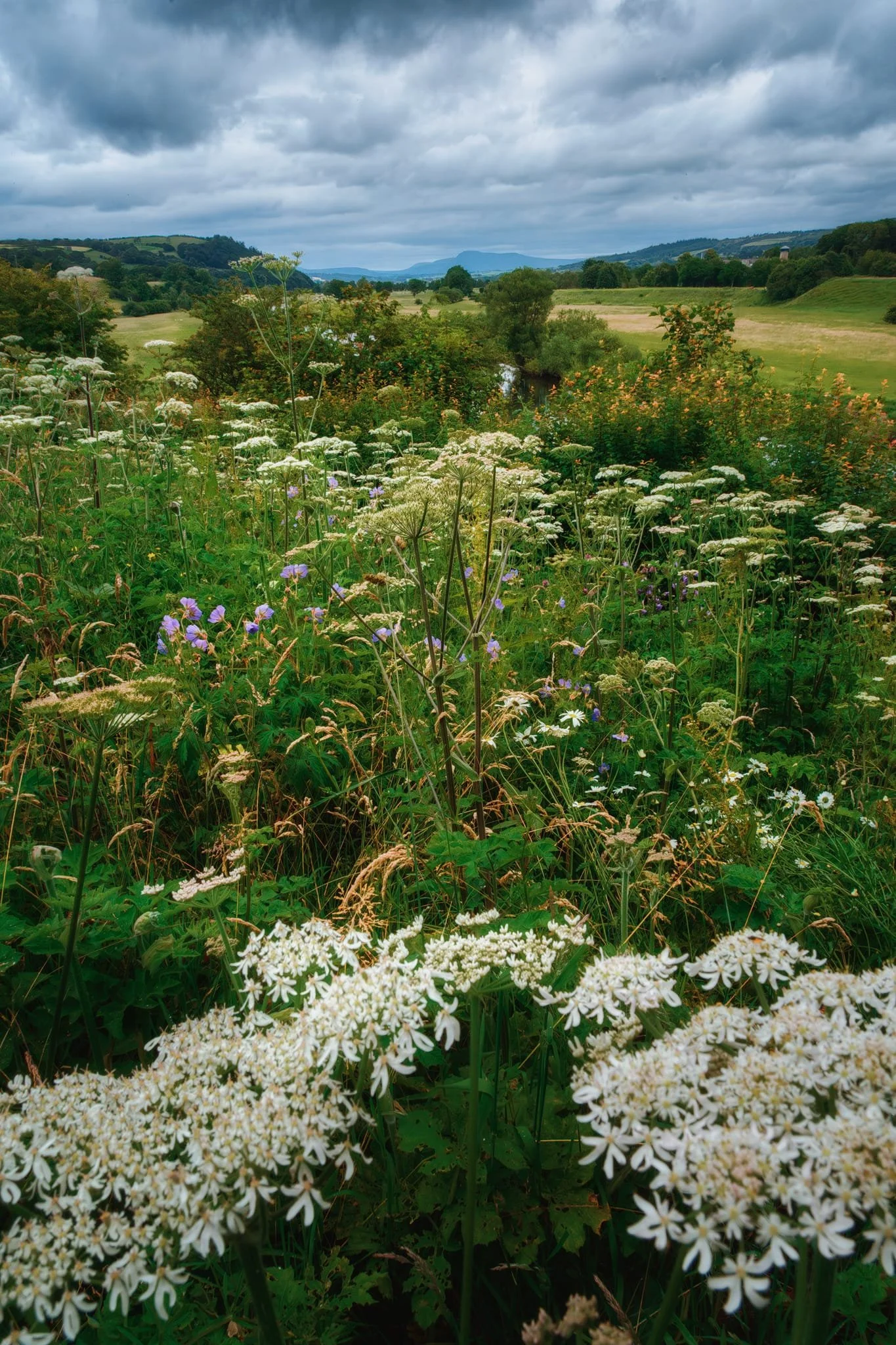 Passing over the eastern viaduct, we made a small detour to the Crook ‘o Lune picnic site. It’s from here that one can enjoy variations of Turner’s view that he famously painted. An explosion of summer flowers served as my foreground interest for this composition.