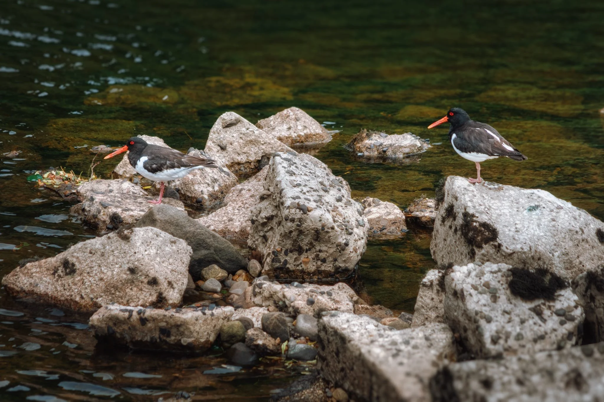 Closer to the Lune’s shore we could make out the characteristic peep! sounds of Oystercatchers, Haematopus ostralegus . I quietly crept towards the water and zoomed in to my lens’ full 240mm reach to snap these two Oystercatchers.