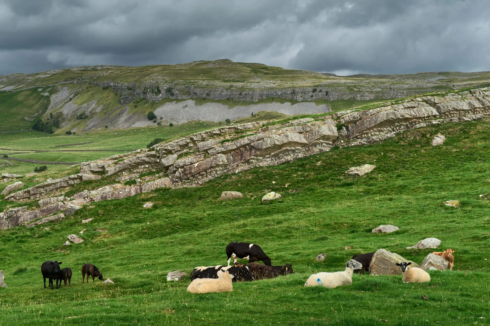 Plenty of sheep and cattle in the valley bottom of Crummackdale. This slanted band of limestone caught my eye as it seemed to neatly bisect the composition. In the distance is Studrigg Scar.