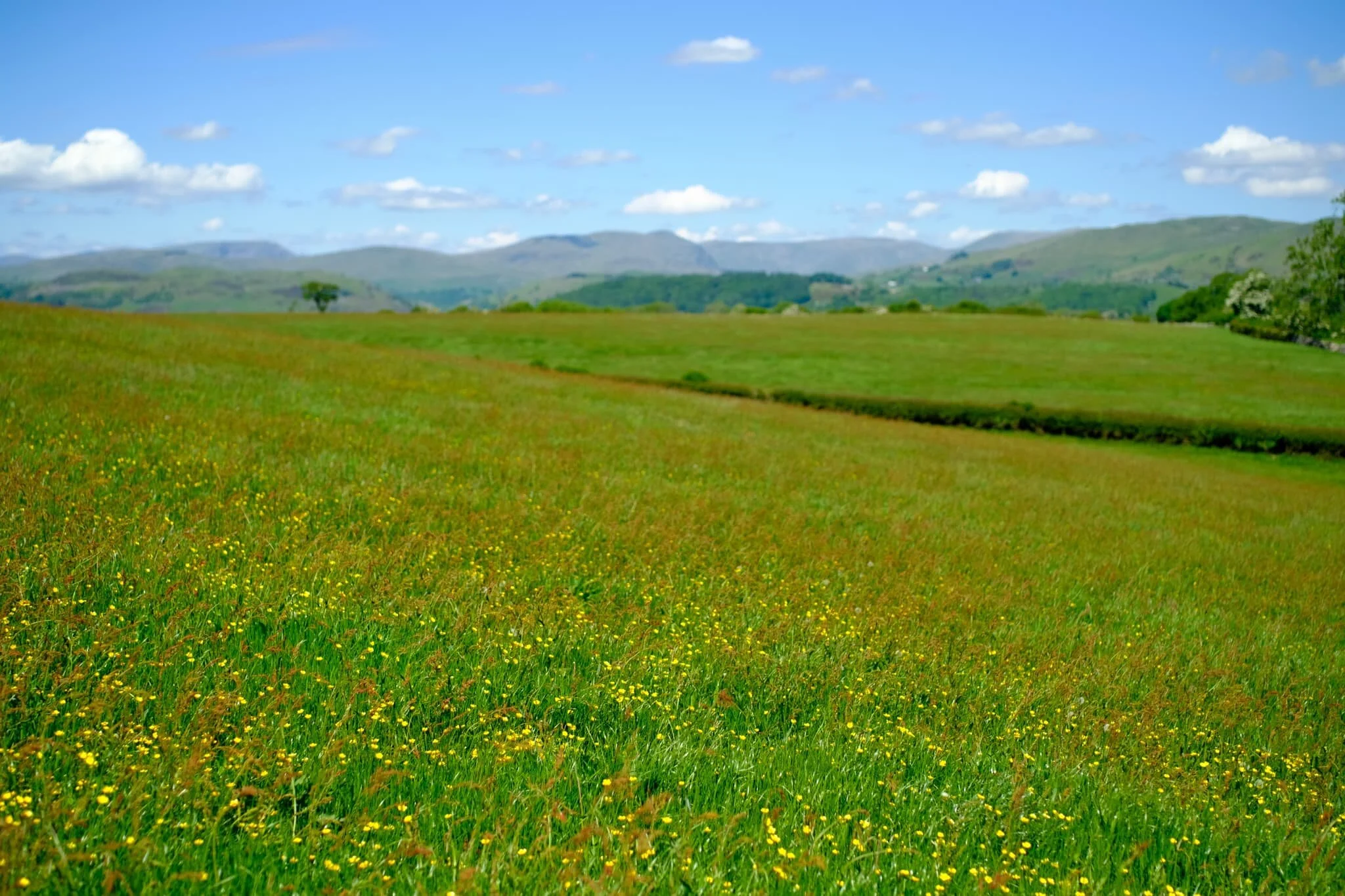 Buttercups everywhere, and the Kentmere fells so clear you could almost reach out and touch them.