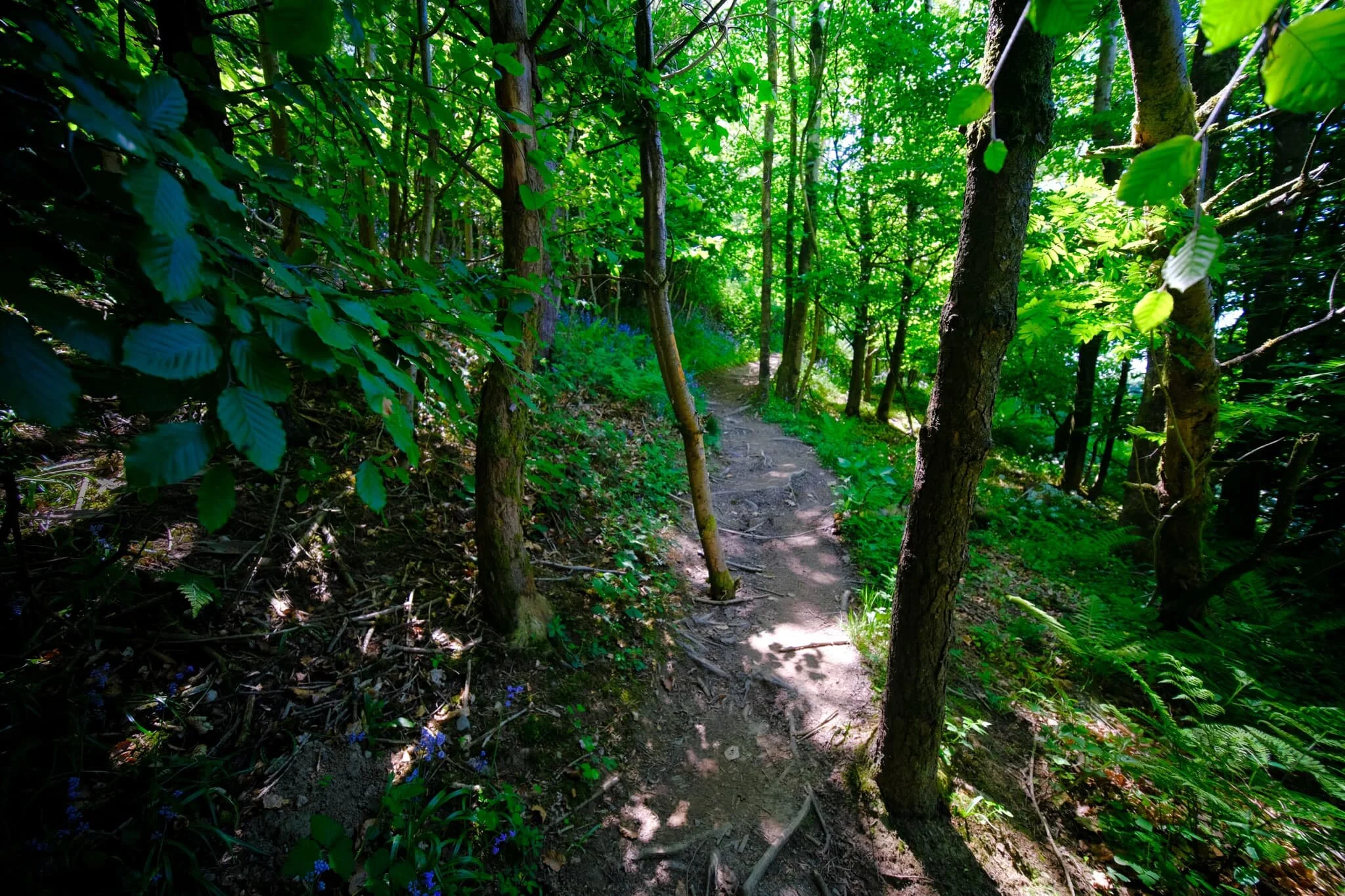 Near Halhead Hall Farm, a trail through the woods underneath Cunswick Fell takes you 60 m up towards the fell.