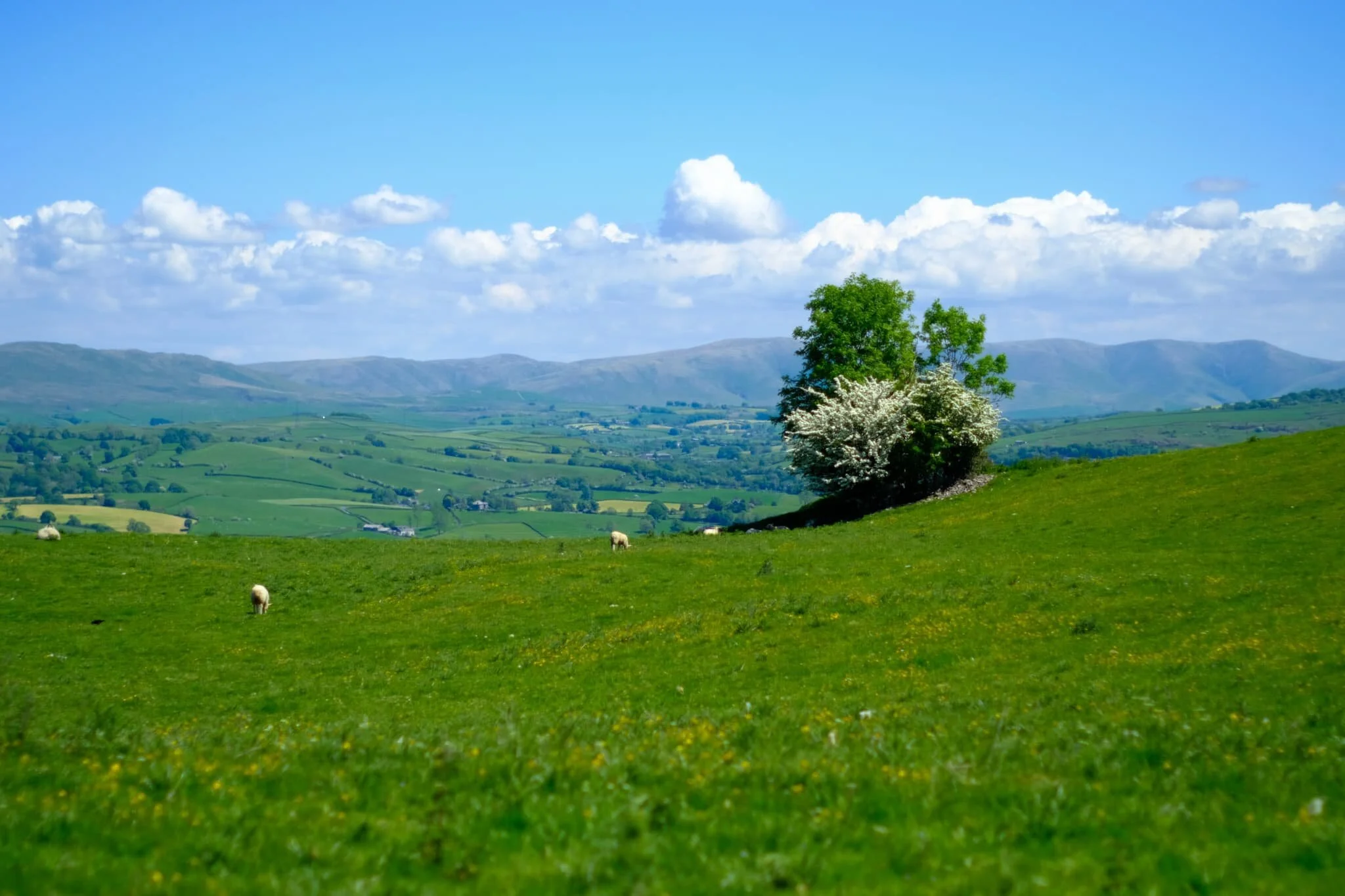 Up on Cunswick Fell, the views soon start to open up. Here is the view looking east towards the Howgills .