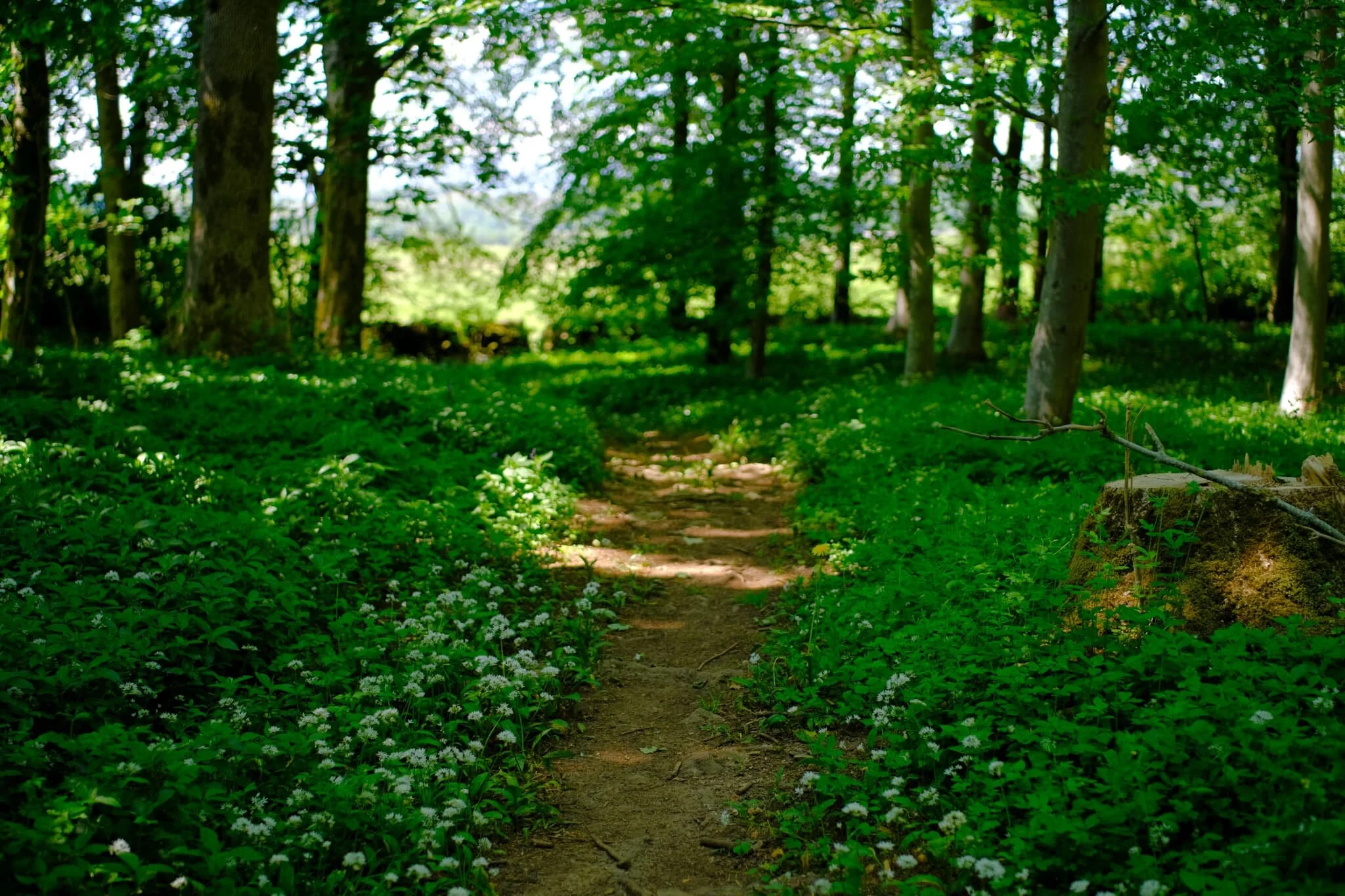 The trail then leads through the edge of Ash Spring Wood, filled with wild garlic.