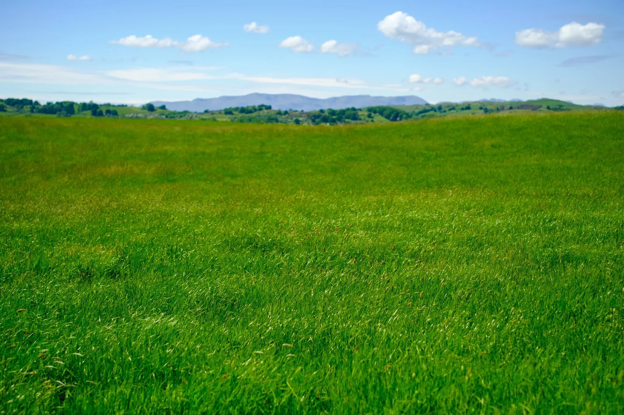 And then you pop out of Ash Spring Wood to be greeted with endless fields of tall grass and the Coniston Fells.
