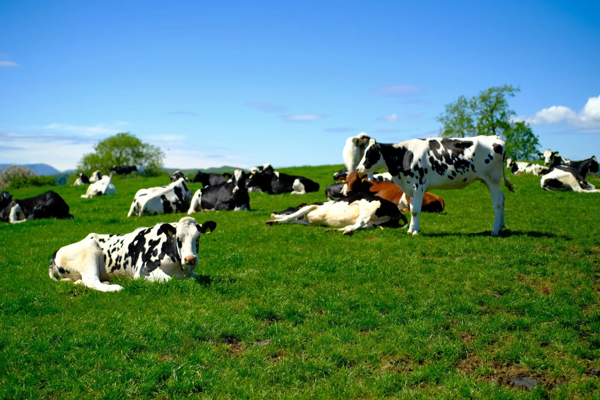 Happy cows, basking in the sun.