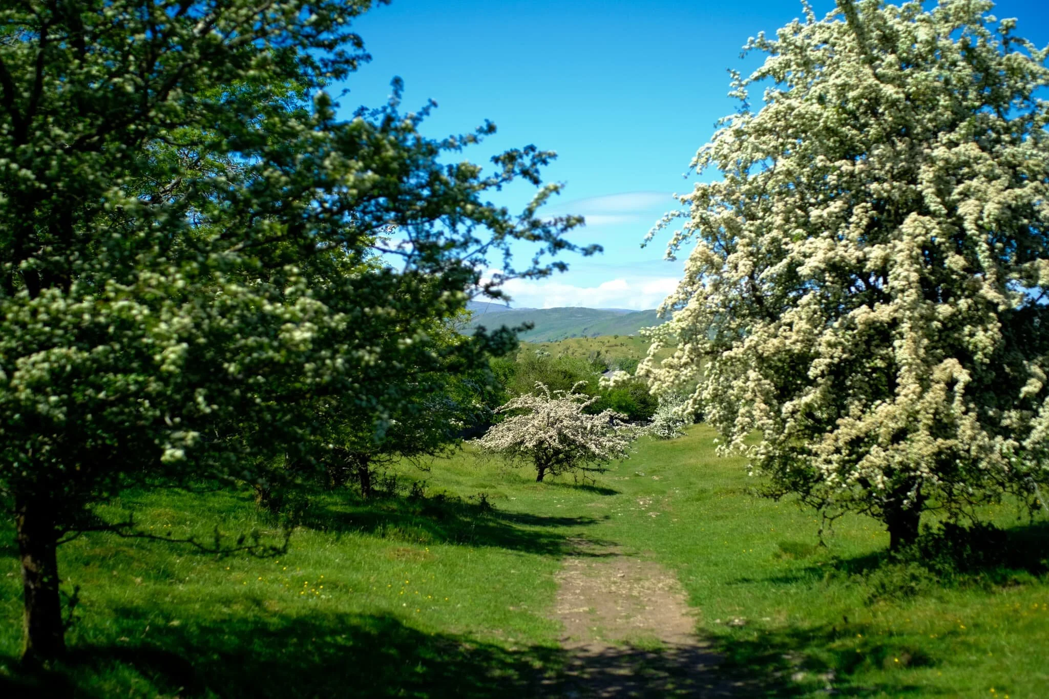 A Hawthorn-lined track that leads back to the summit of Cunswick Fell.