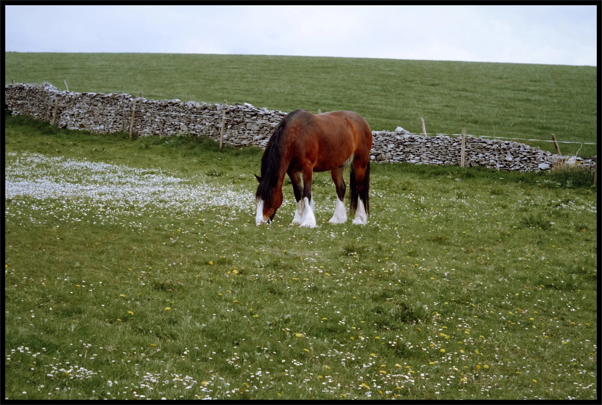 A couple of horses in the fields before Gamblesmire Lane were very contentedly munching away at the meadows full of daisies and dandelions. 