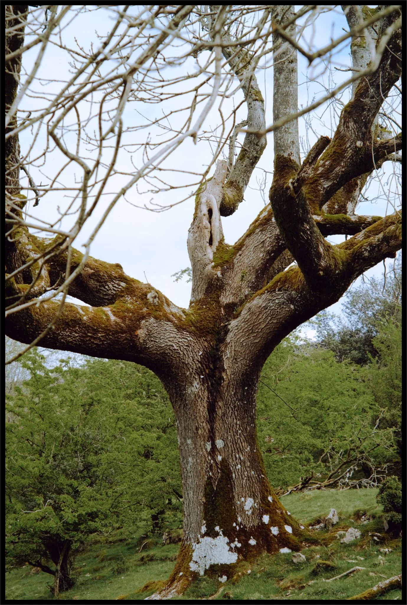  Just thought it was a very cool looking tree. 