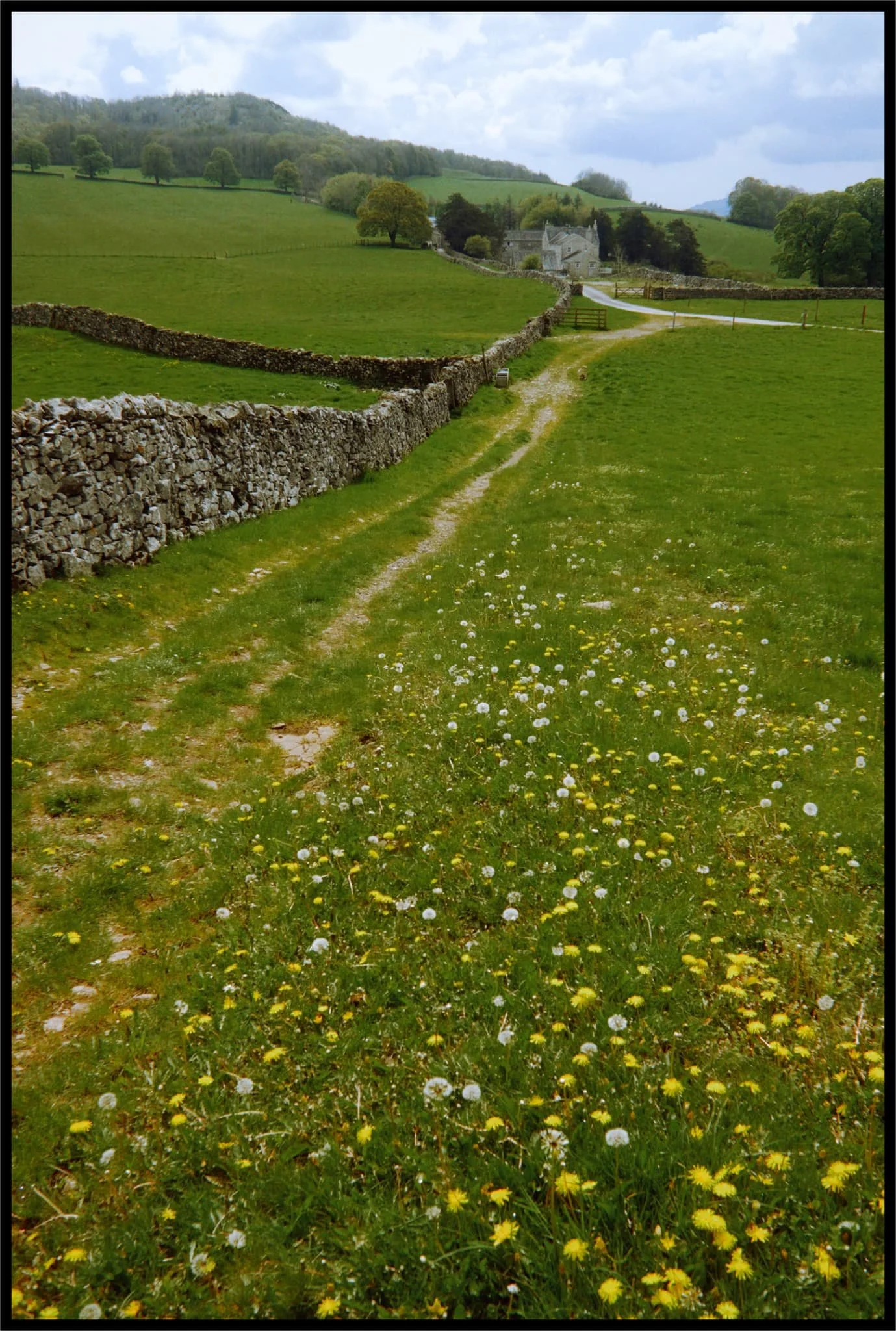  Looking back at Cunswick Hall, dandelions everywhere. 