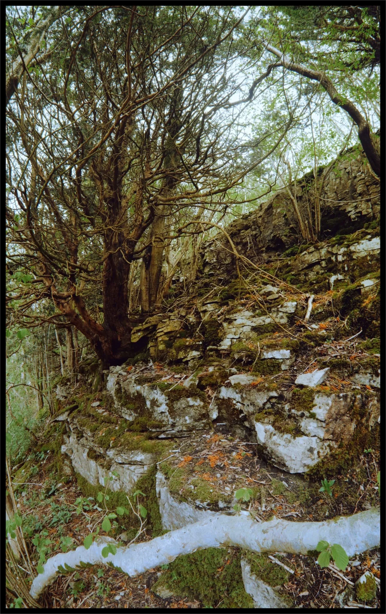  A 6-shot vertorama on my 9mm ultra-wide lens, shot from directly underneath the limestone shelf of Cunswick Scar. 