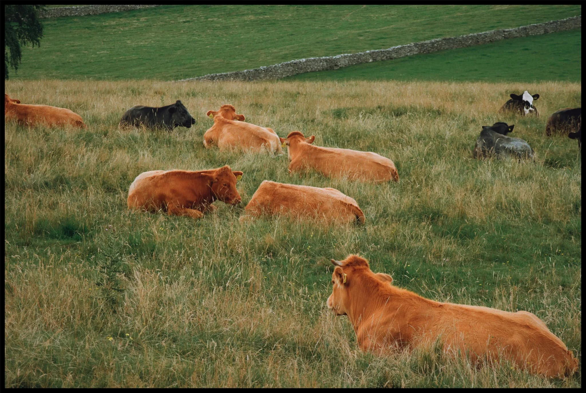  A herd of cows rest in the afternoon sun. 