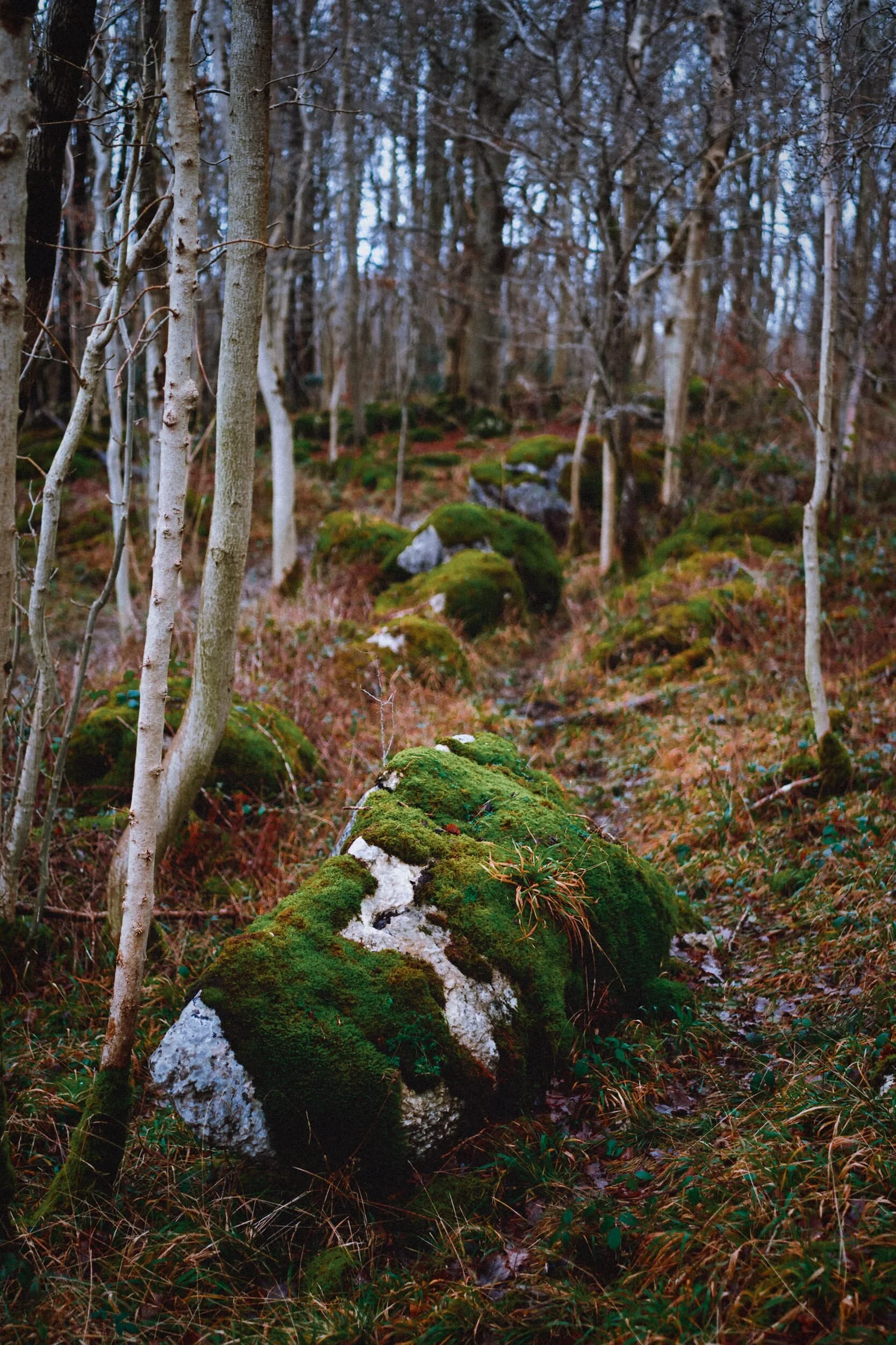 Limestone boulders, covered in lichen and moss, cover the forest floor around Dalton Crags.