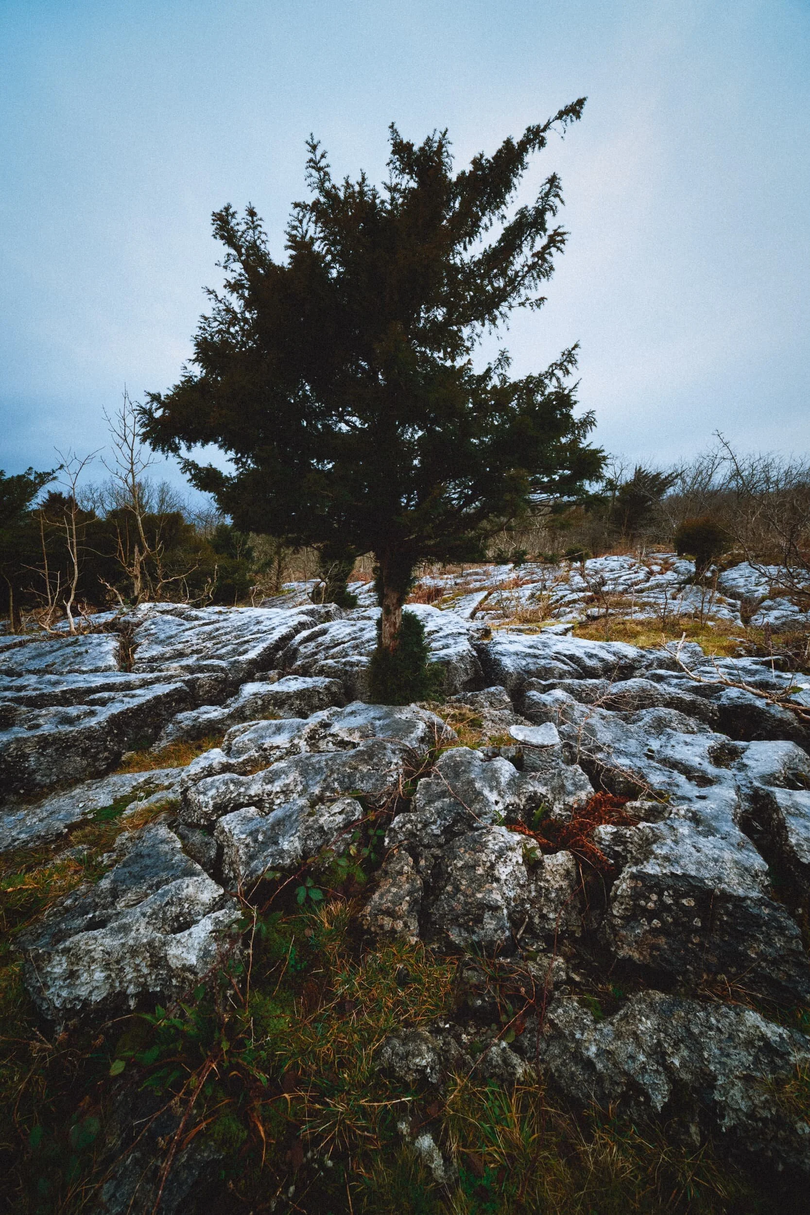 I had fun making compositions of this tree surrounded by the clints and grikes of Dalton Crag’s limestone pavements.