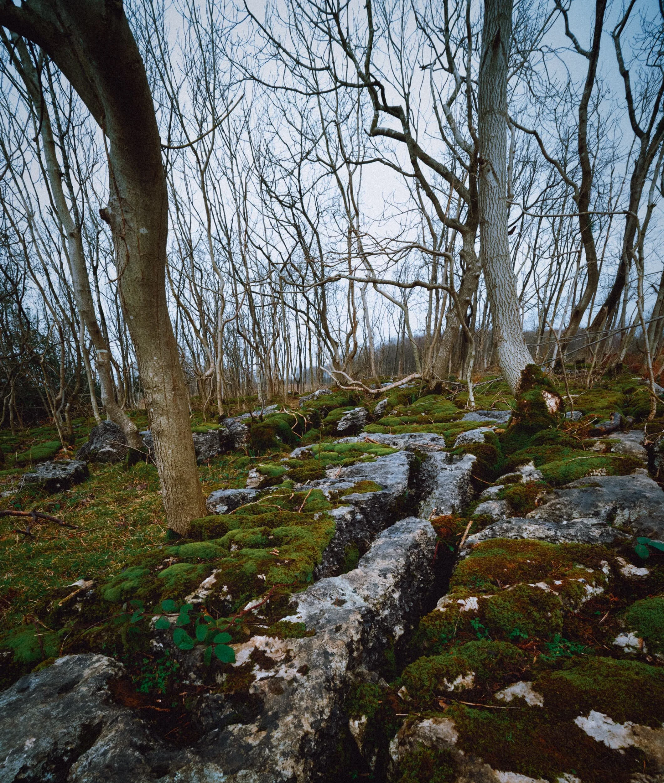 A more abstract composition in a bleak setting. Proper British winter.