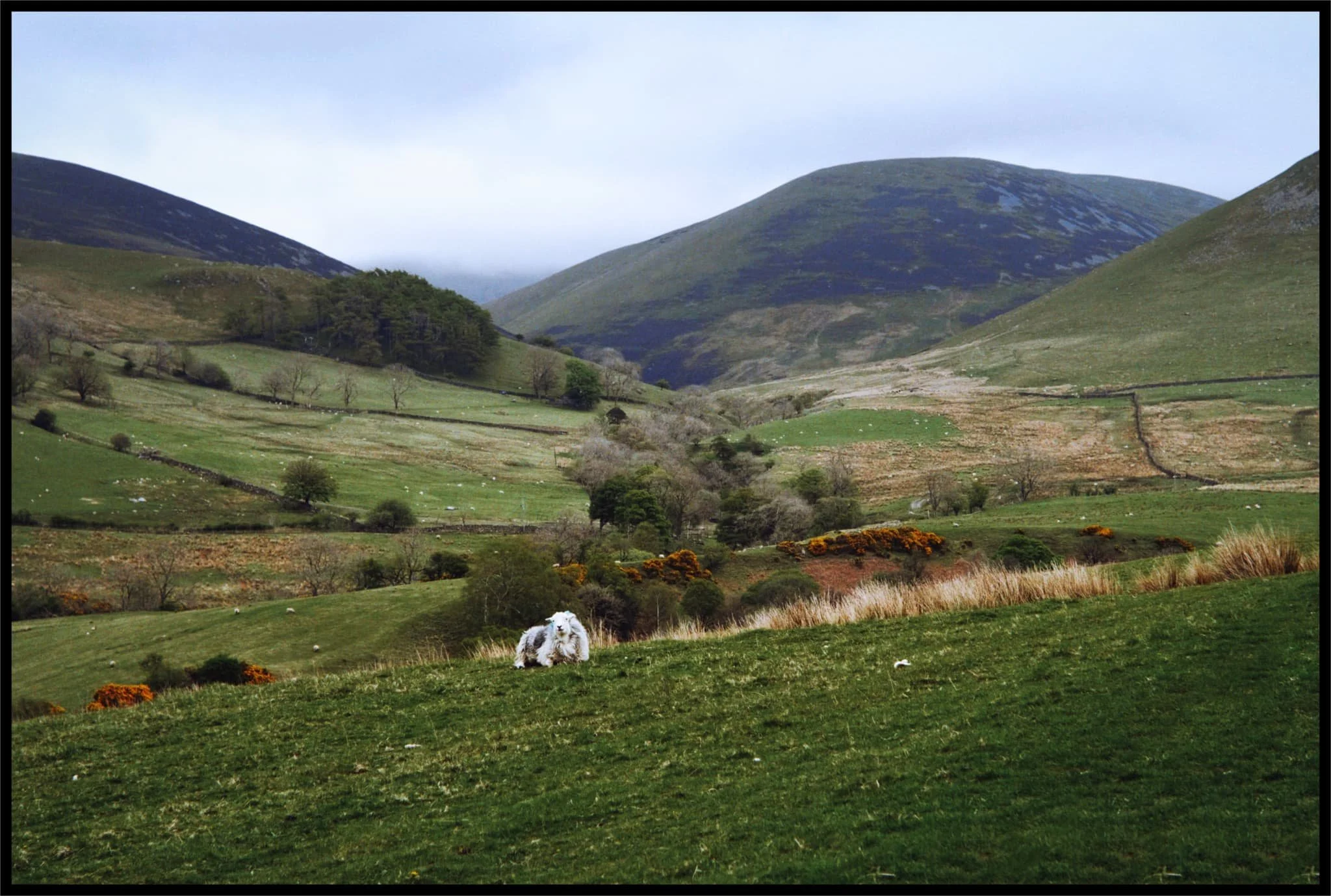  A true Lake District scene: Herdwicks and the fells. 