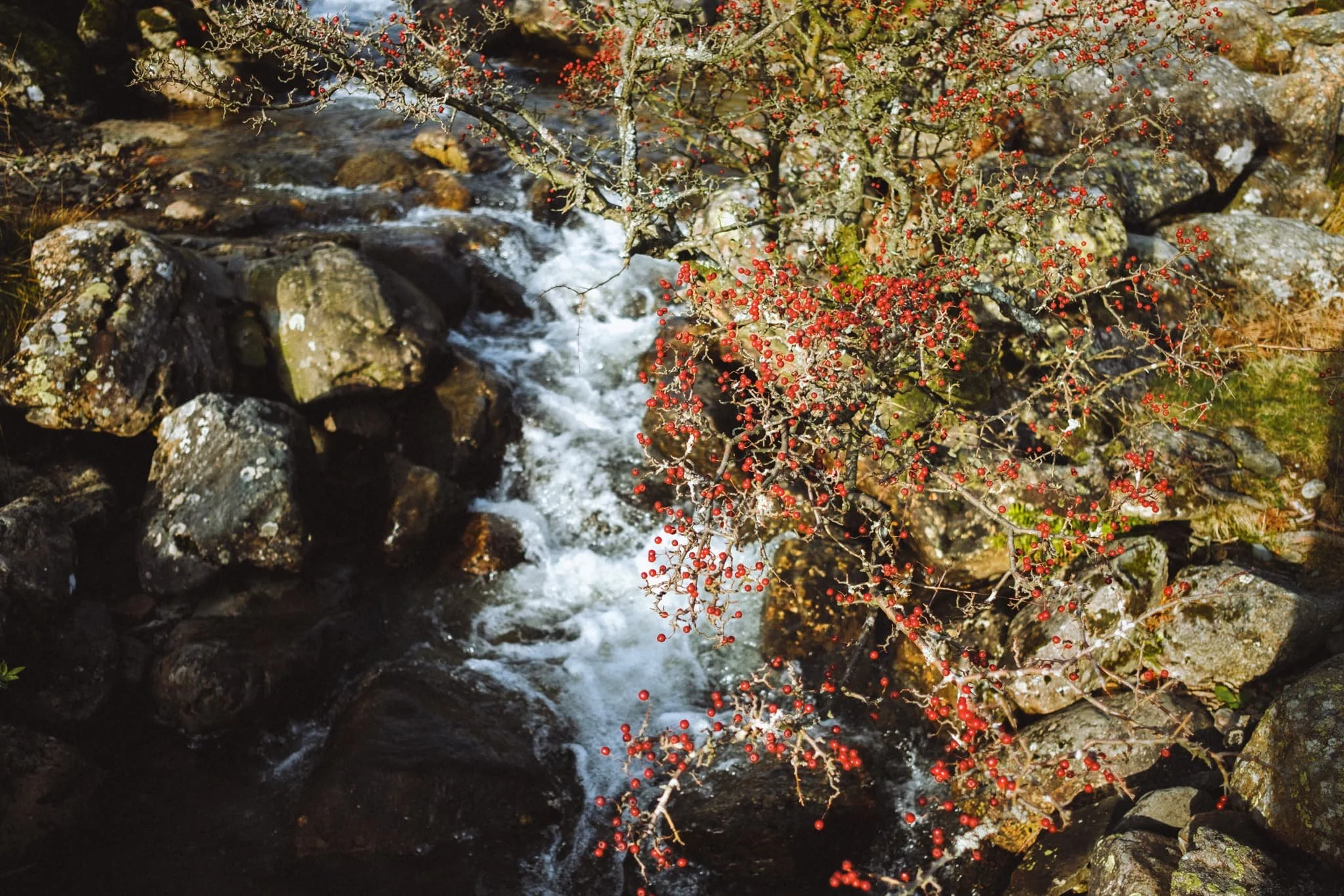 Rowan berries provide a nice colour contrast against the icy cold waters of Coldcove Gill. 