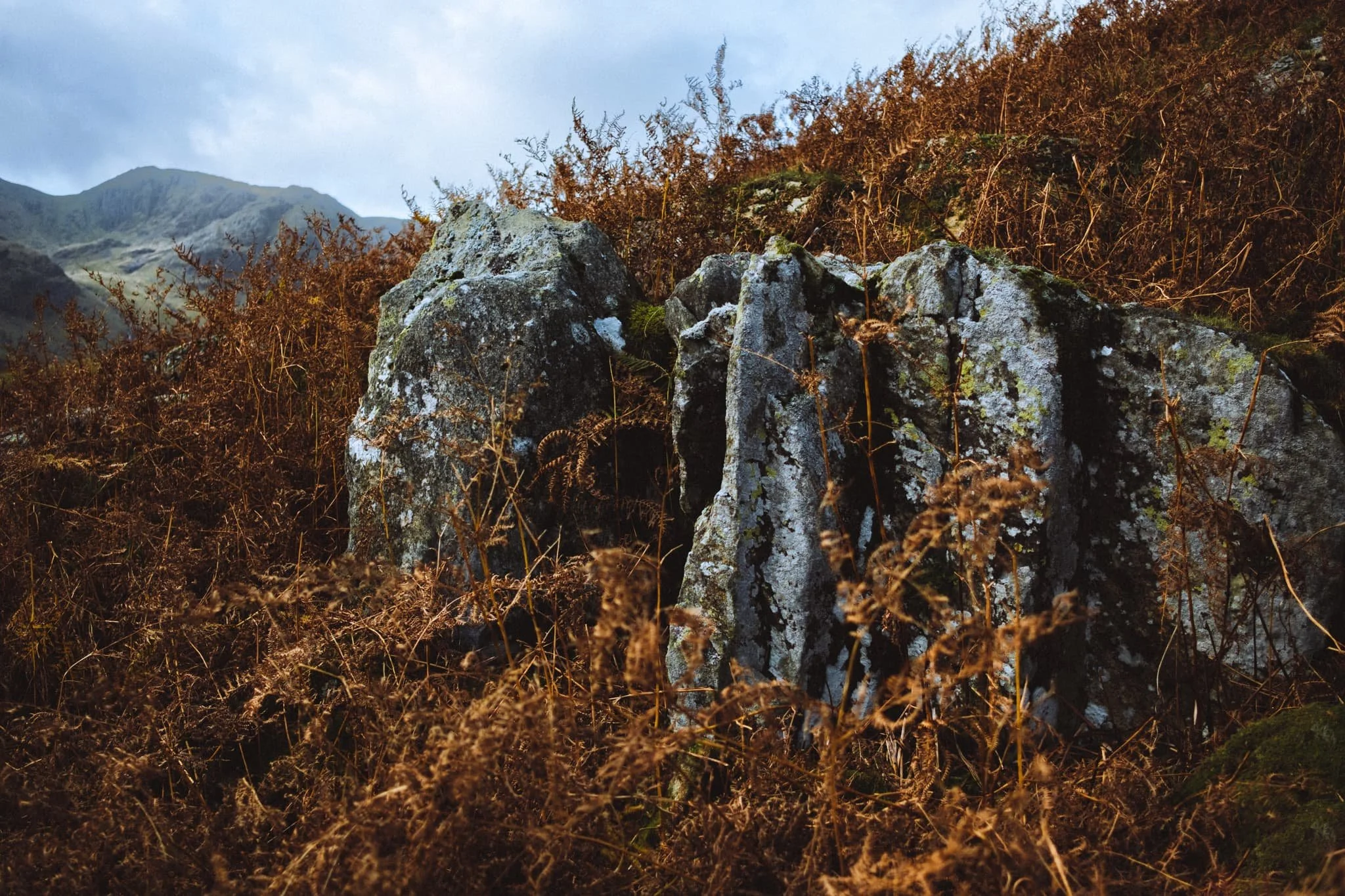 We&rsquo;ve reached that stage of autumn all the bracken and fern turns a beautiful rusty shade. 
