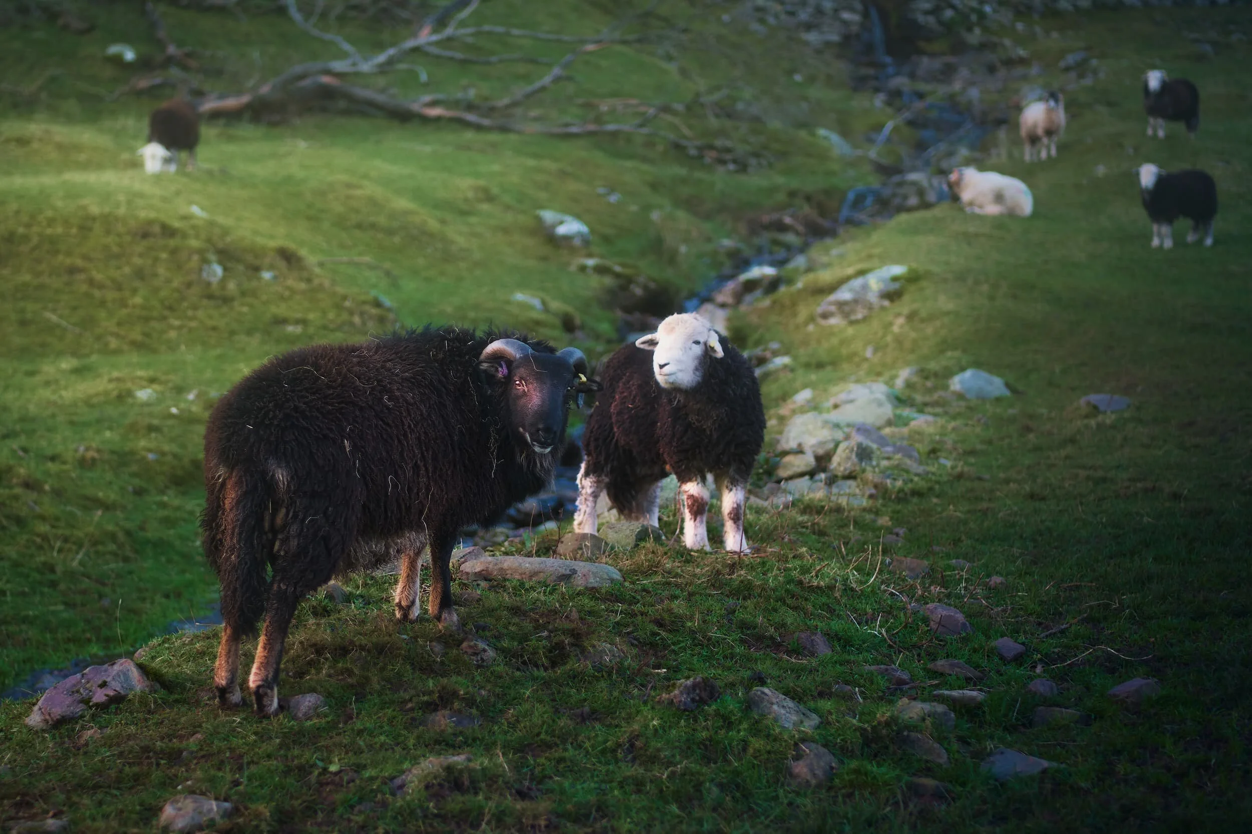  Herdwicks have such characterful faces. 