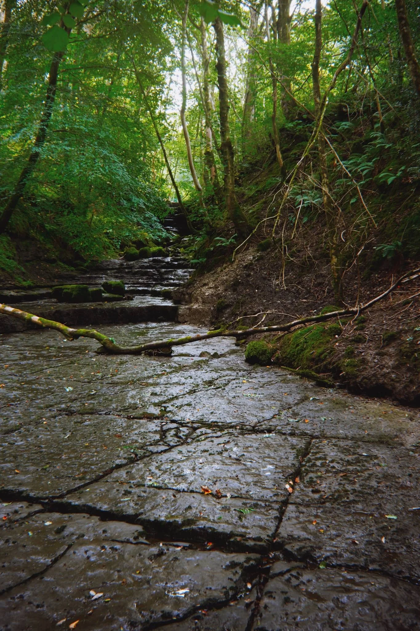  This is where Flinter Gill tumbles down the Dancing Flags. At least, where it  normally  does. Despite all the rain we saw in July and August, Flinter Gill was exceptionally dry. 