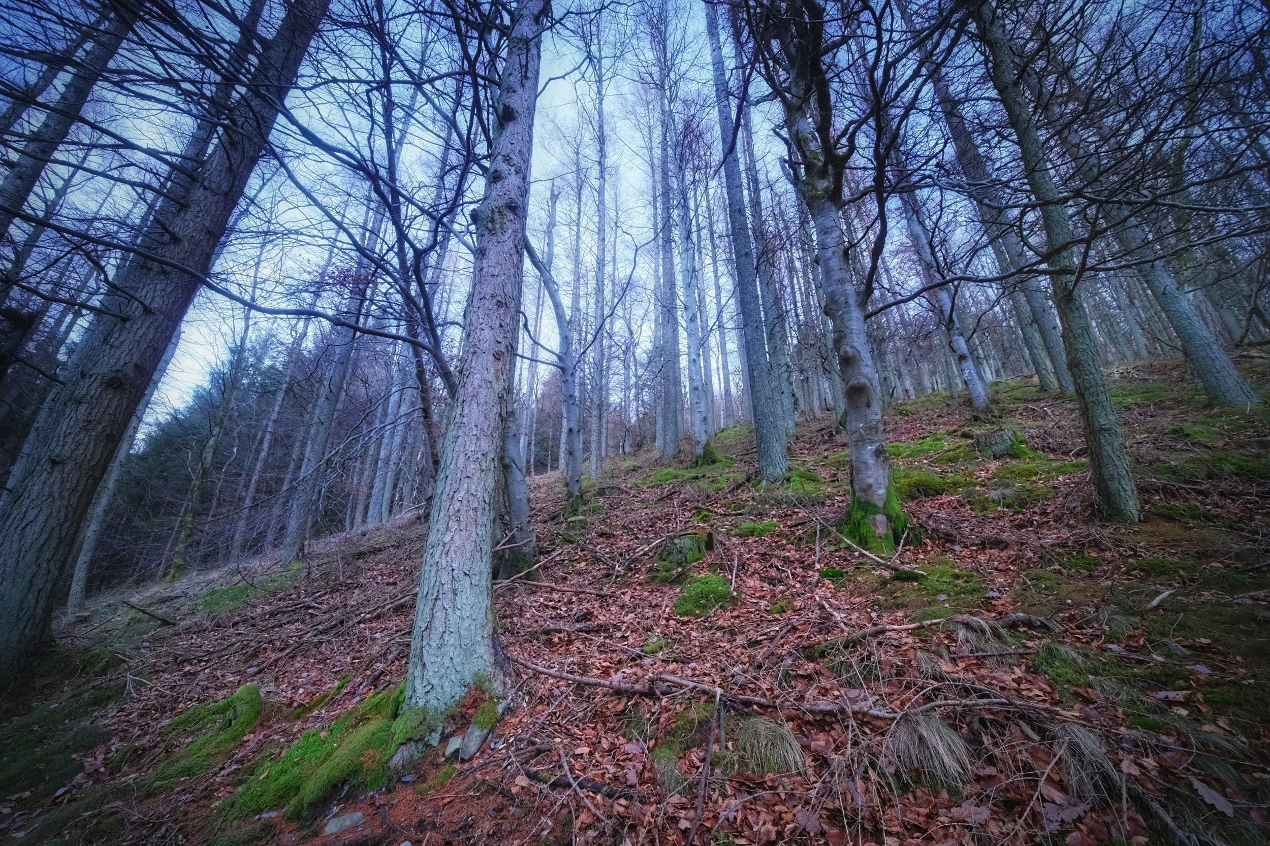  Most of Skiddaw, like a lot of Lakeland fells, lacks significant tree cover. Dodd&rsquo;s an exception, and its dense woodland is managed by the Forestry Commission. 