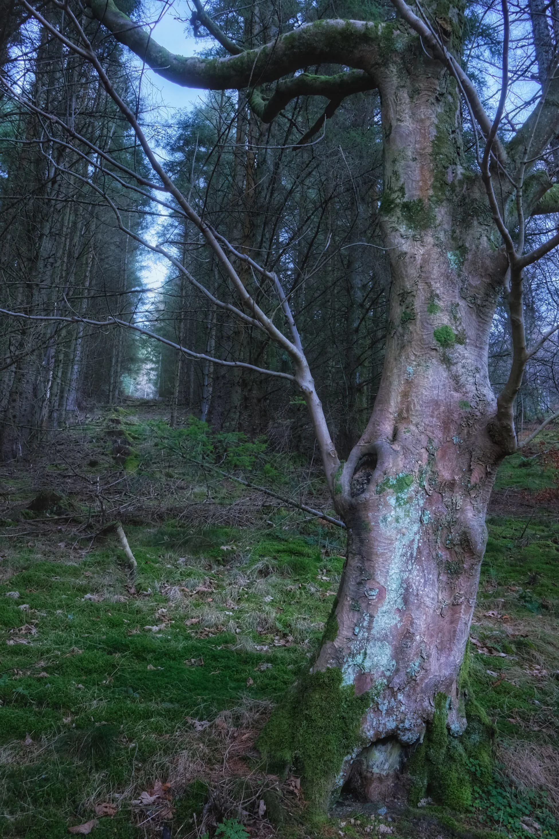  Couldn&rsquo;t resist snapping a composition of this Sleepy Hollow-esque tree, seemingly pointing the way up through the woodland. 