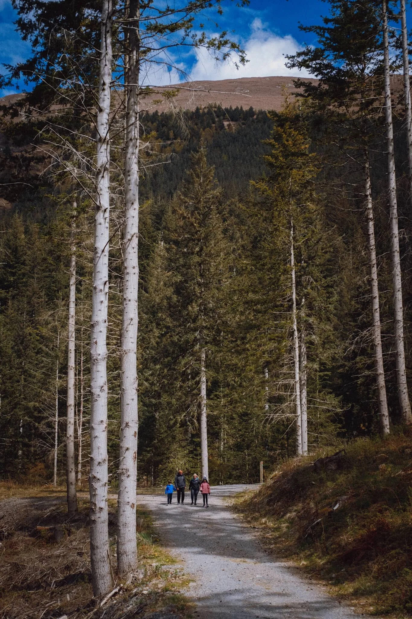 Lots of families wandering around Dodd Woods, enjoying the scenery and crisp sun.