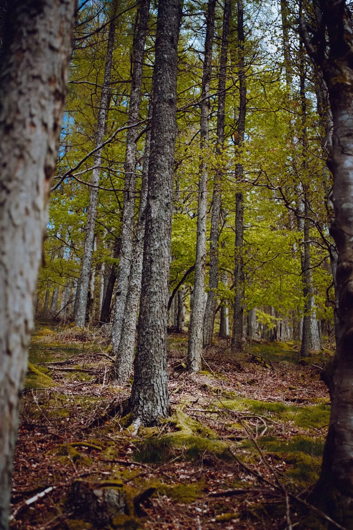 I love the soft transitions of light and shadow you get in the woods.