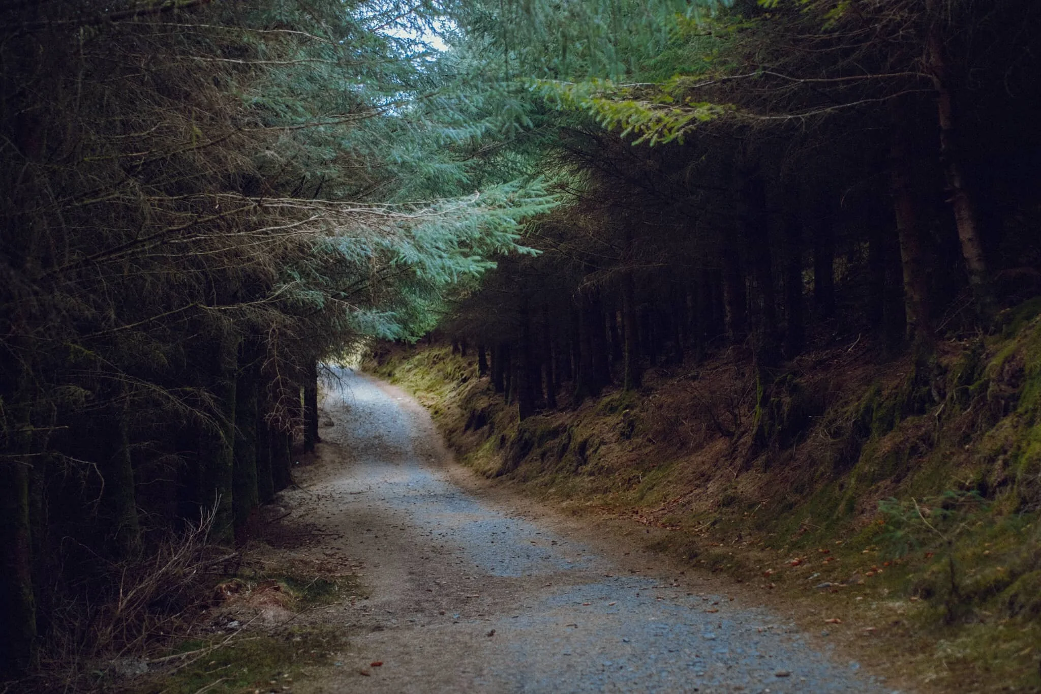 Again with that soft woodland light…