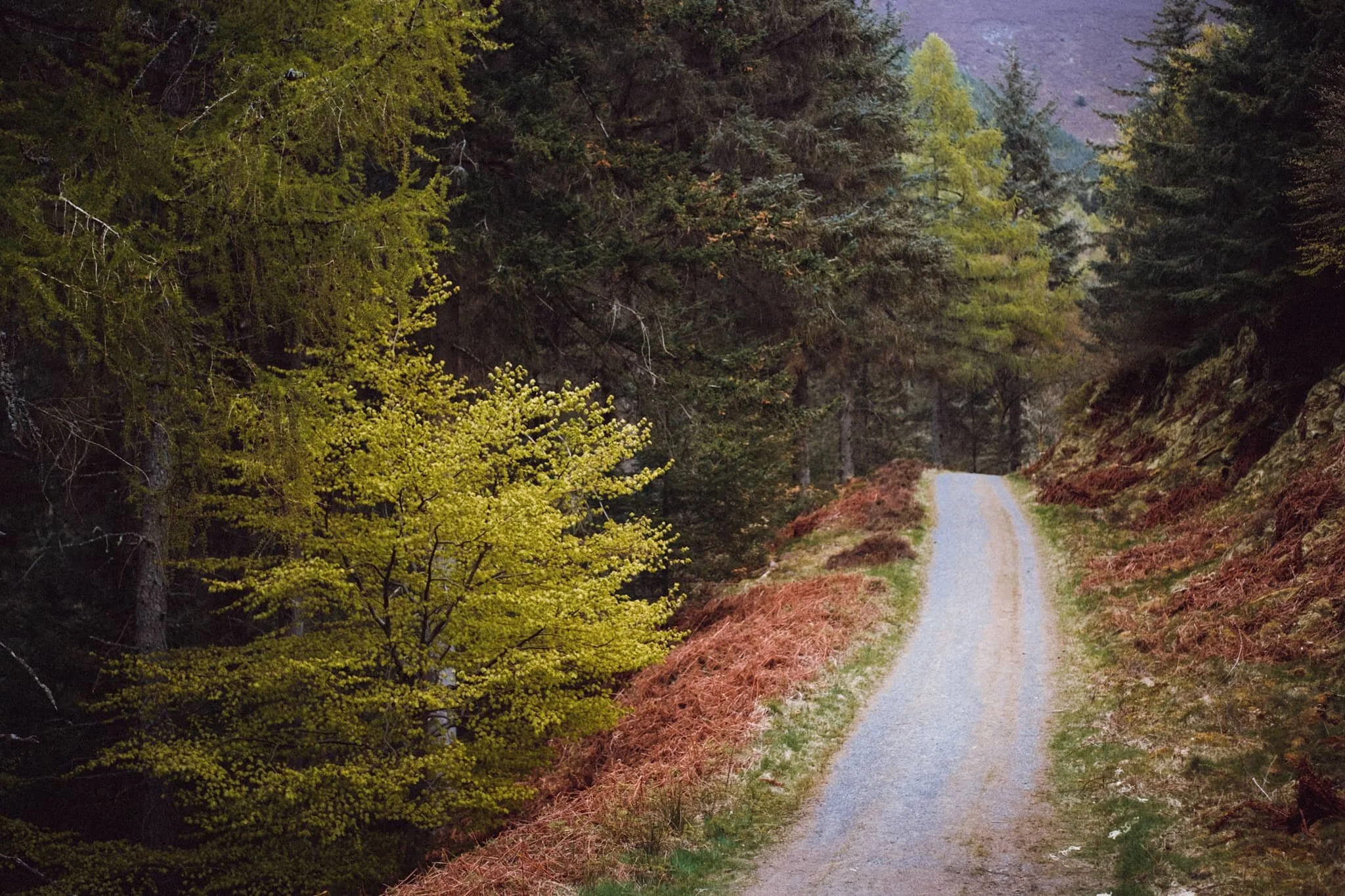 Lovely light catching the trees and footpath.