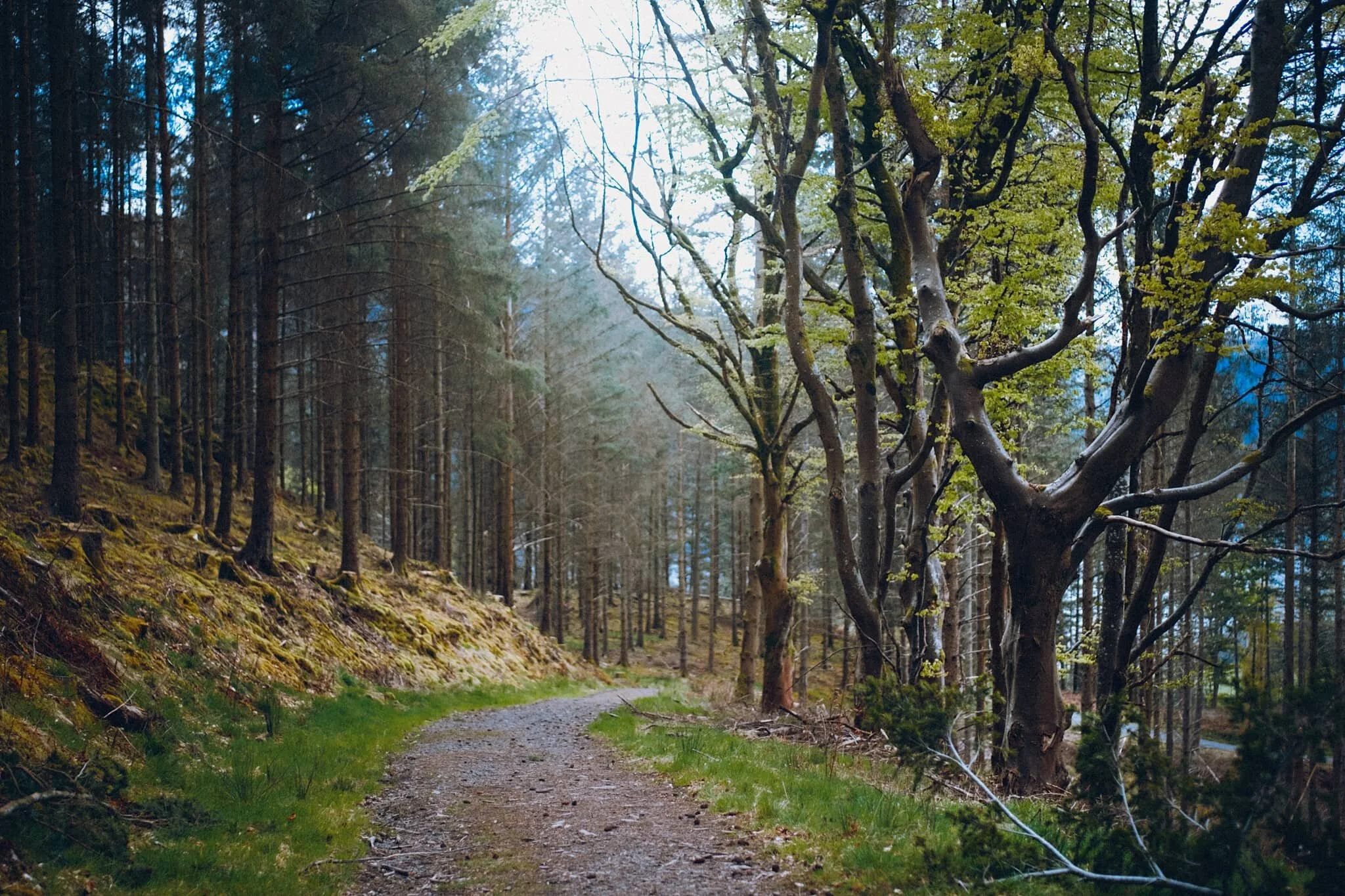 Heading our way back down to the car, soft afternoon light blooming through the woods. I liked the tree on the right, looks like a tuning fork.
