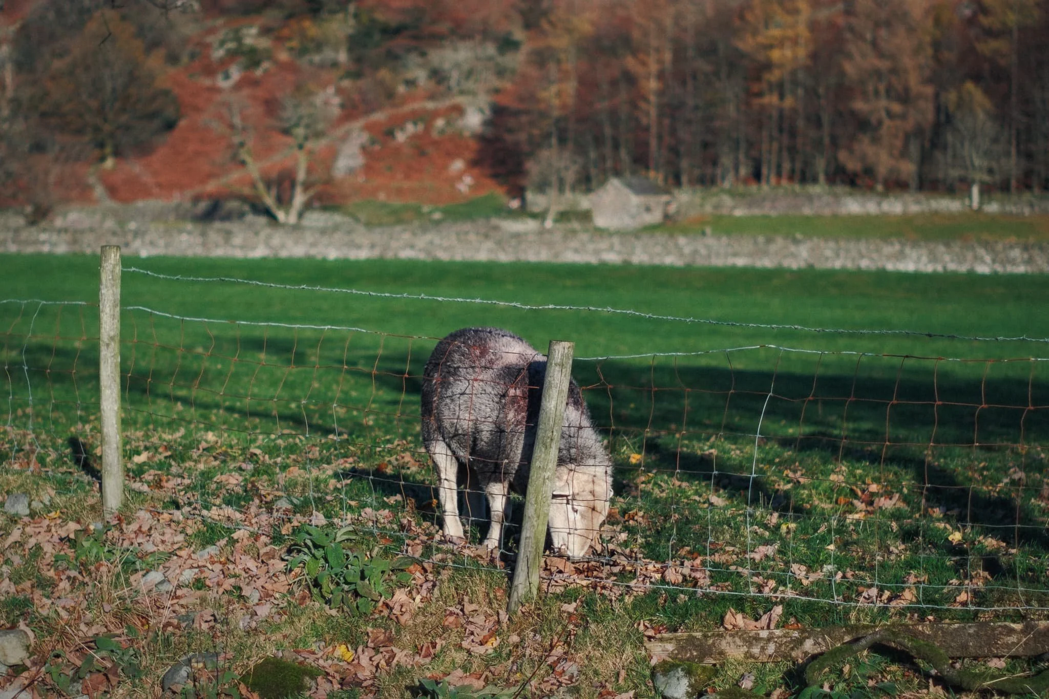  Across the beck, chunky Herdwick tups graze in the fields below Helm Crag. 