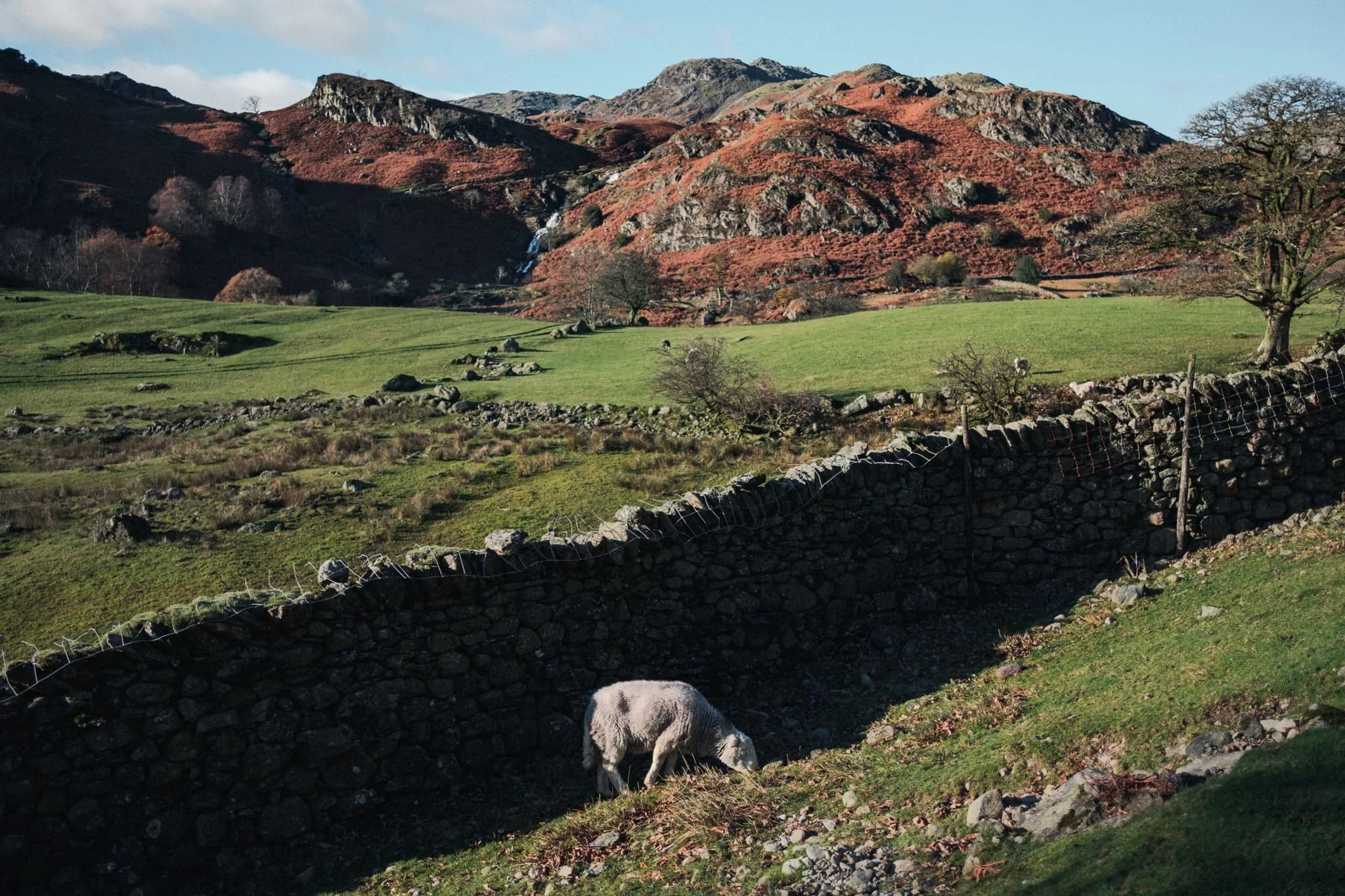  A true Lake District scene: Herdwick sheep and the fells. 