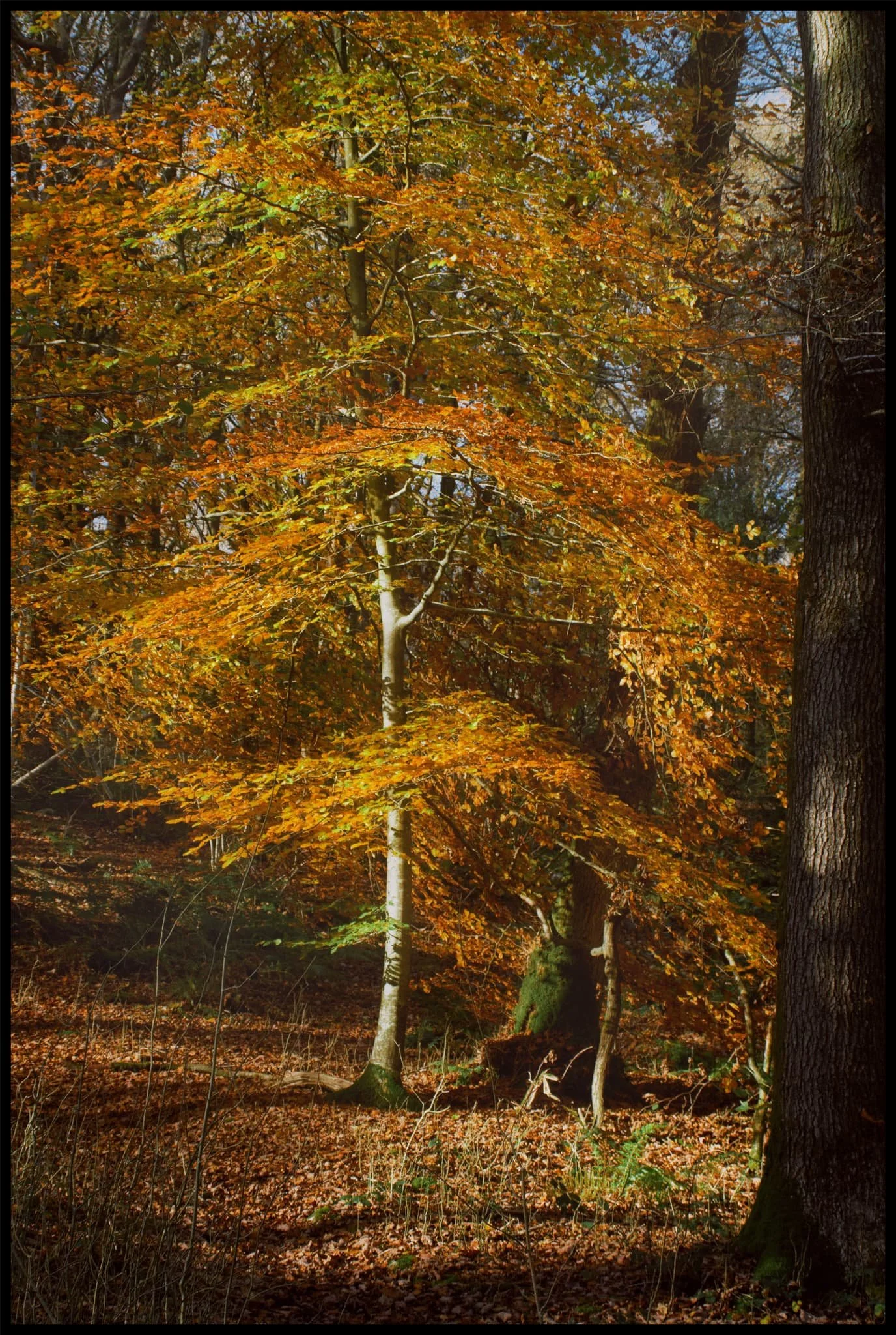  The last of the year&rsquo;s autumn foliage in Eggerslack Wood, burning bright on an unseasonably warm November day. 