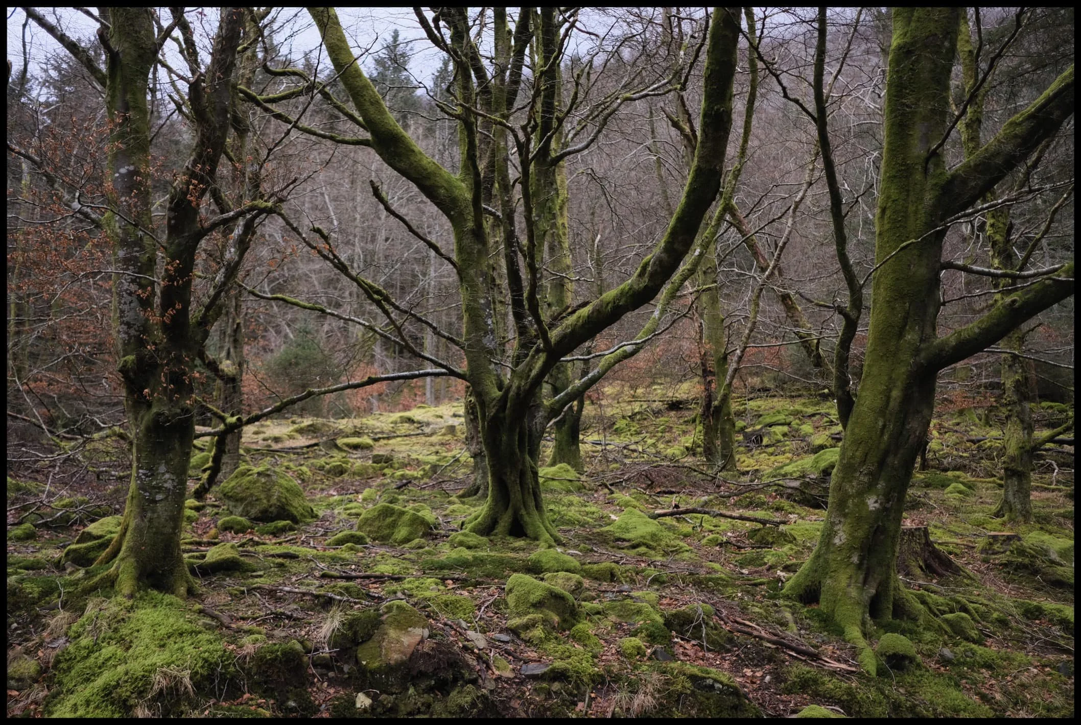  These trees managed to survive… 