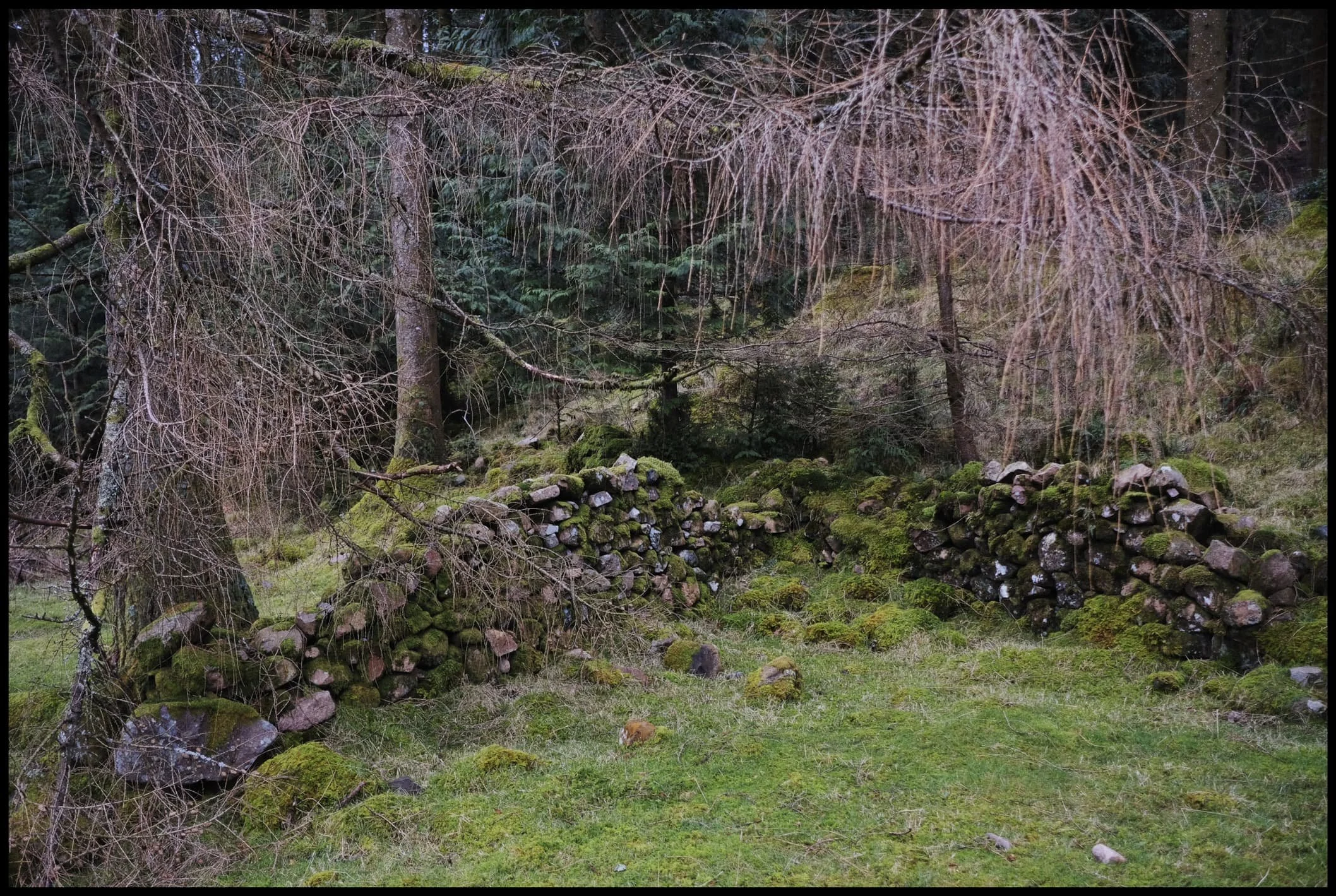  Ancient sheep enclosures have long been left to be reclaimed by nature. 