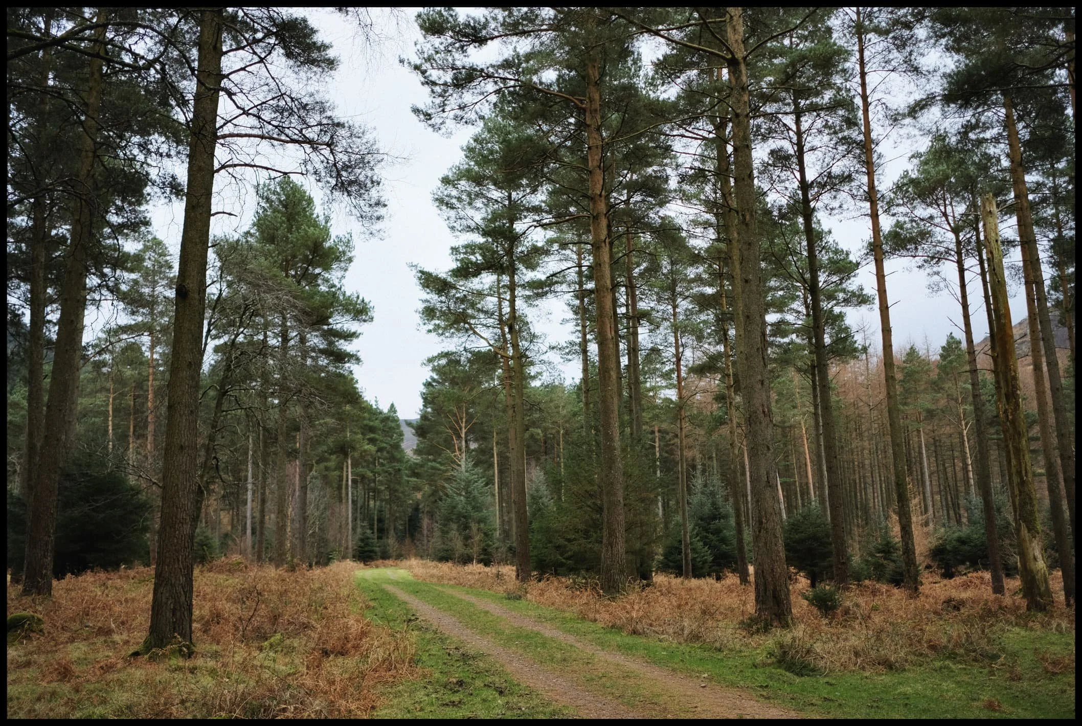 Ennerdale Forest, growing taller everywhere. 