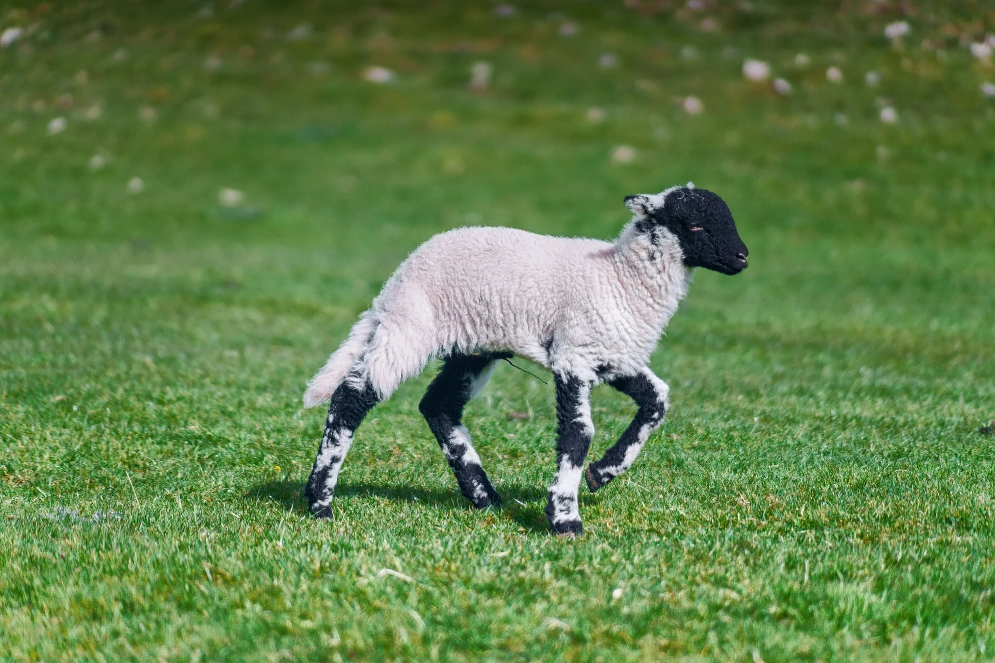 Plenty of teeny Swaledale lambs about, hastily retreating back to their mums as we followed the track back to Feizor.