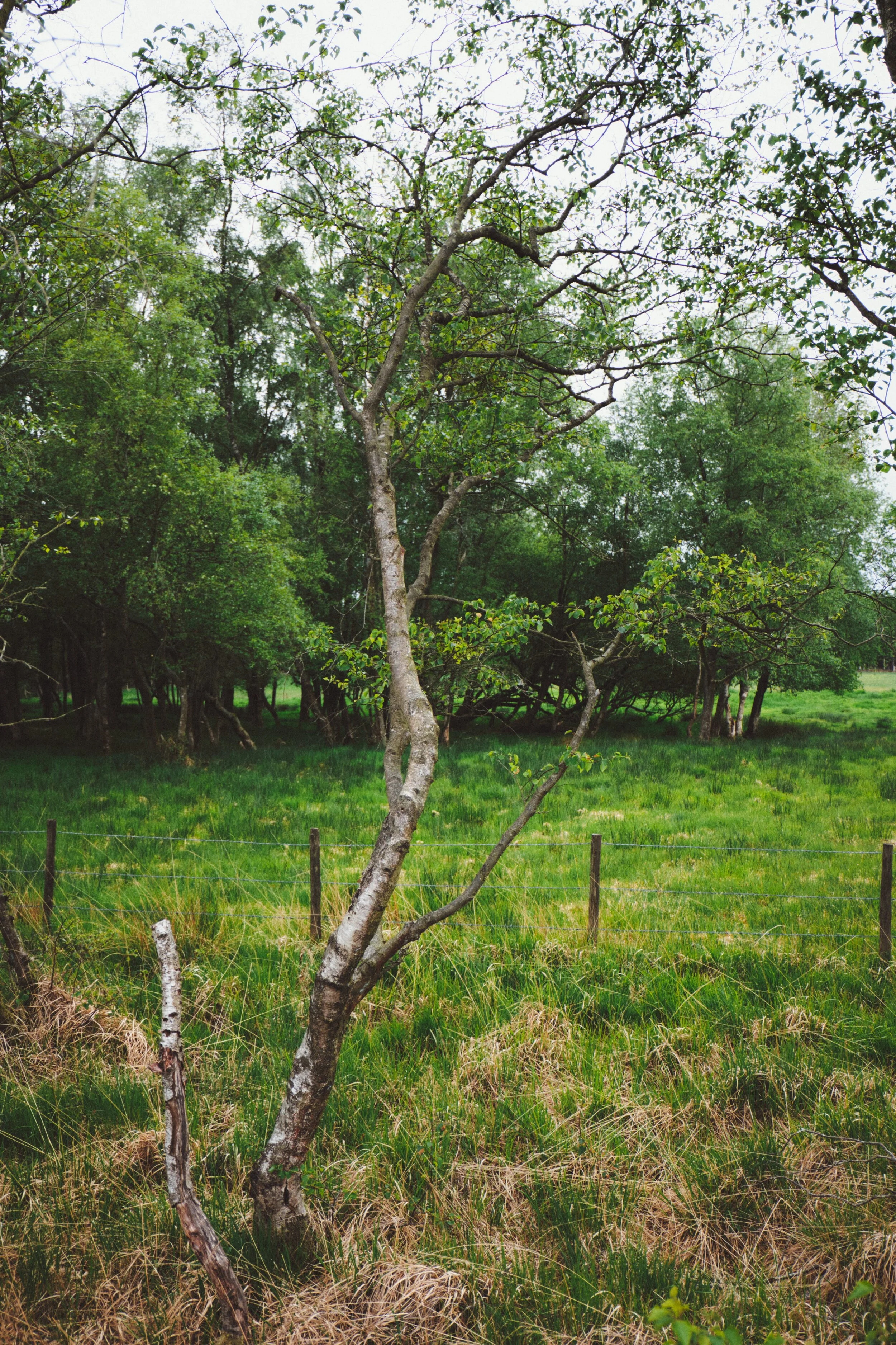  A young sapling reach for the sun. 